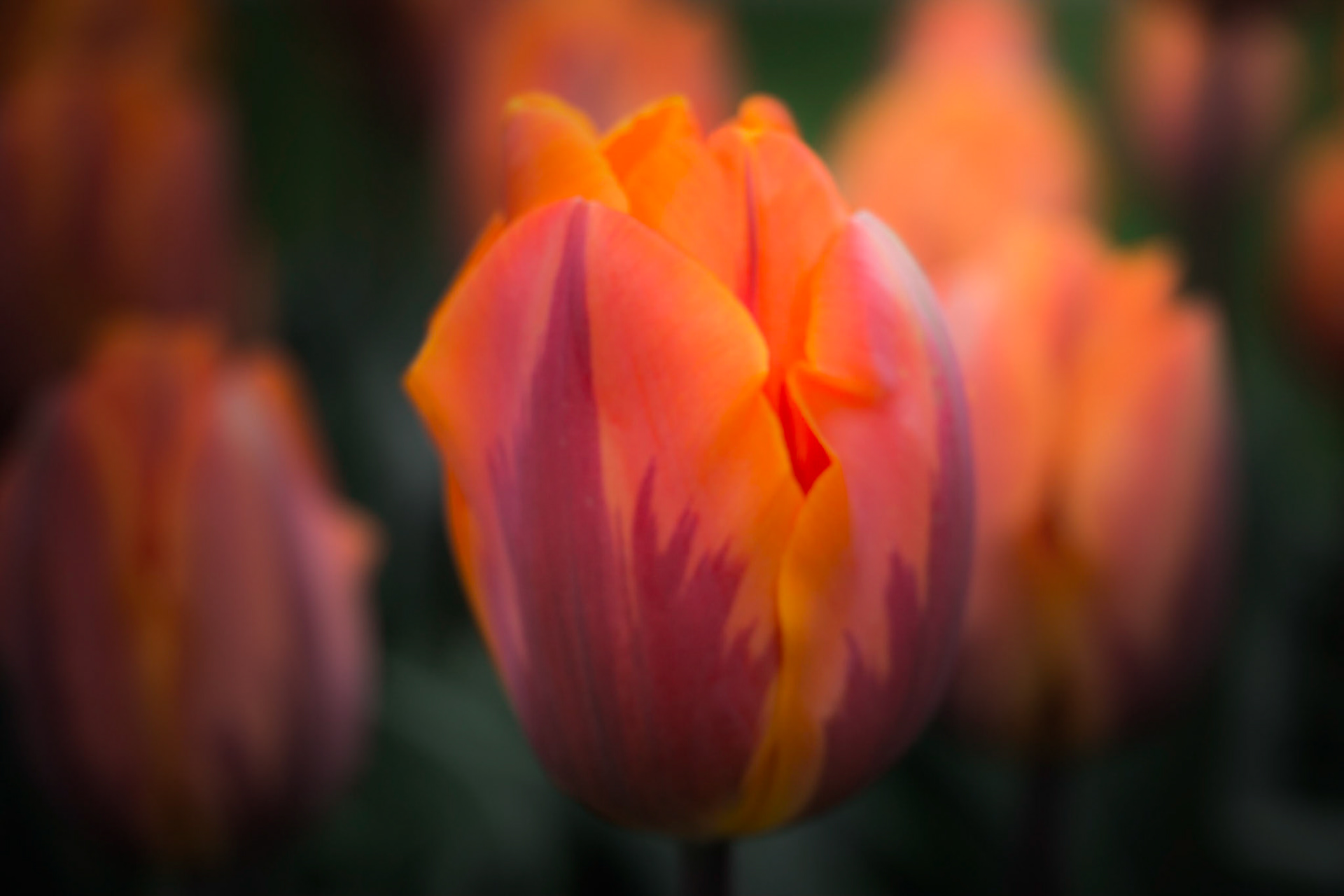 A photography of vibrant tulips photographed at Hole Park in Kent.