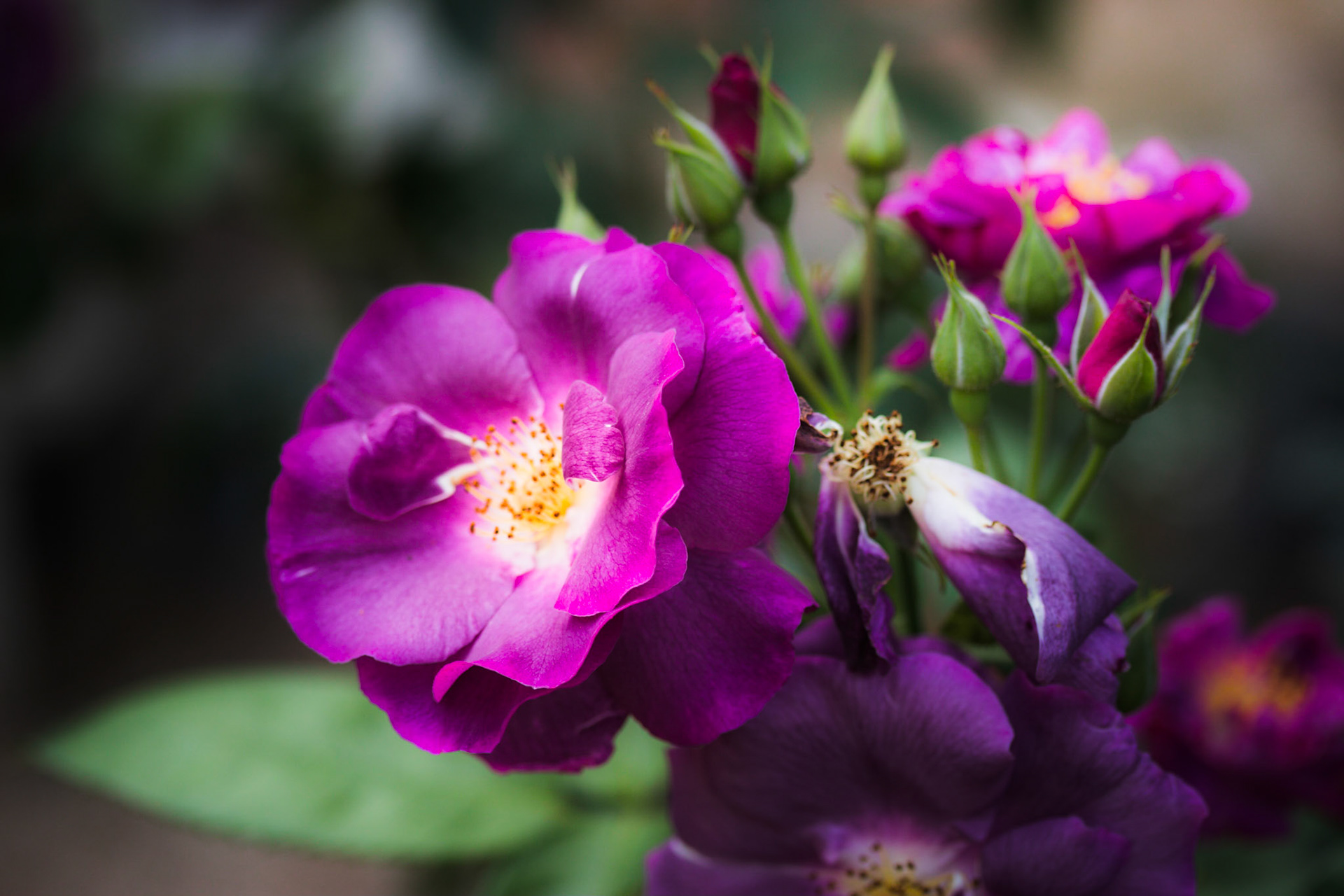 A photograph of purple/magenta roses photographed at Quebec House in Westerham, Kent.