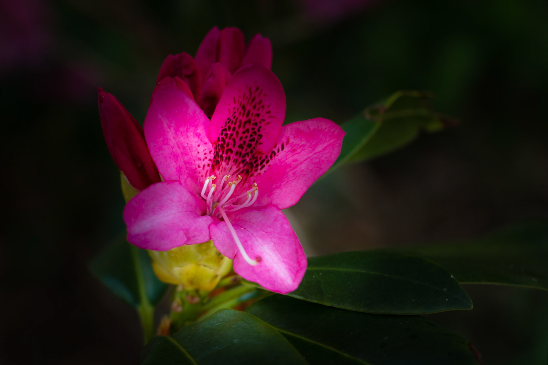 A photograph of a pink rhododendron photographed at Doddington Place in Kent.