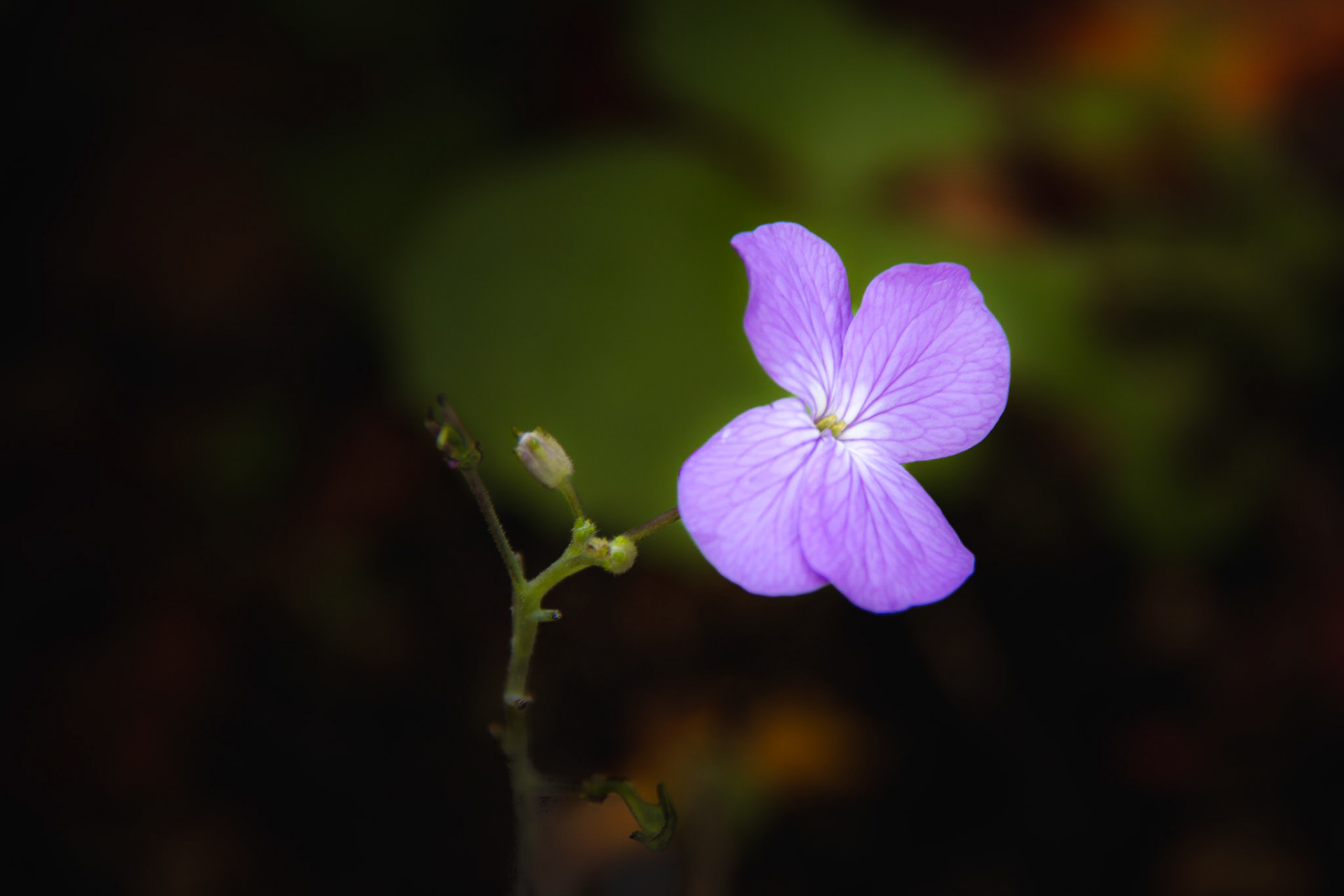 A photograph of a purple lunaria flower photographed at Nymans in West Sussex.