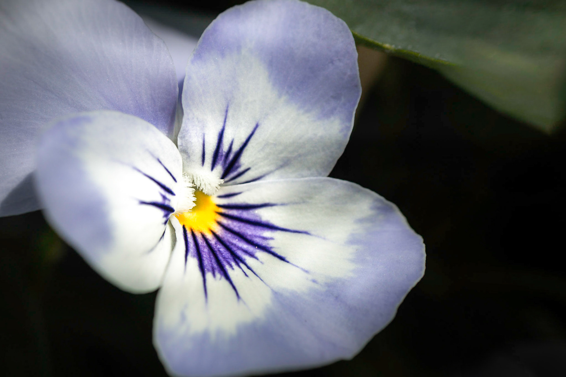 A photography of a violet viola photographed in my garden xx