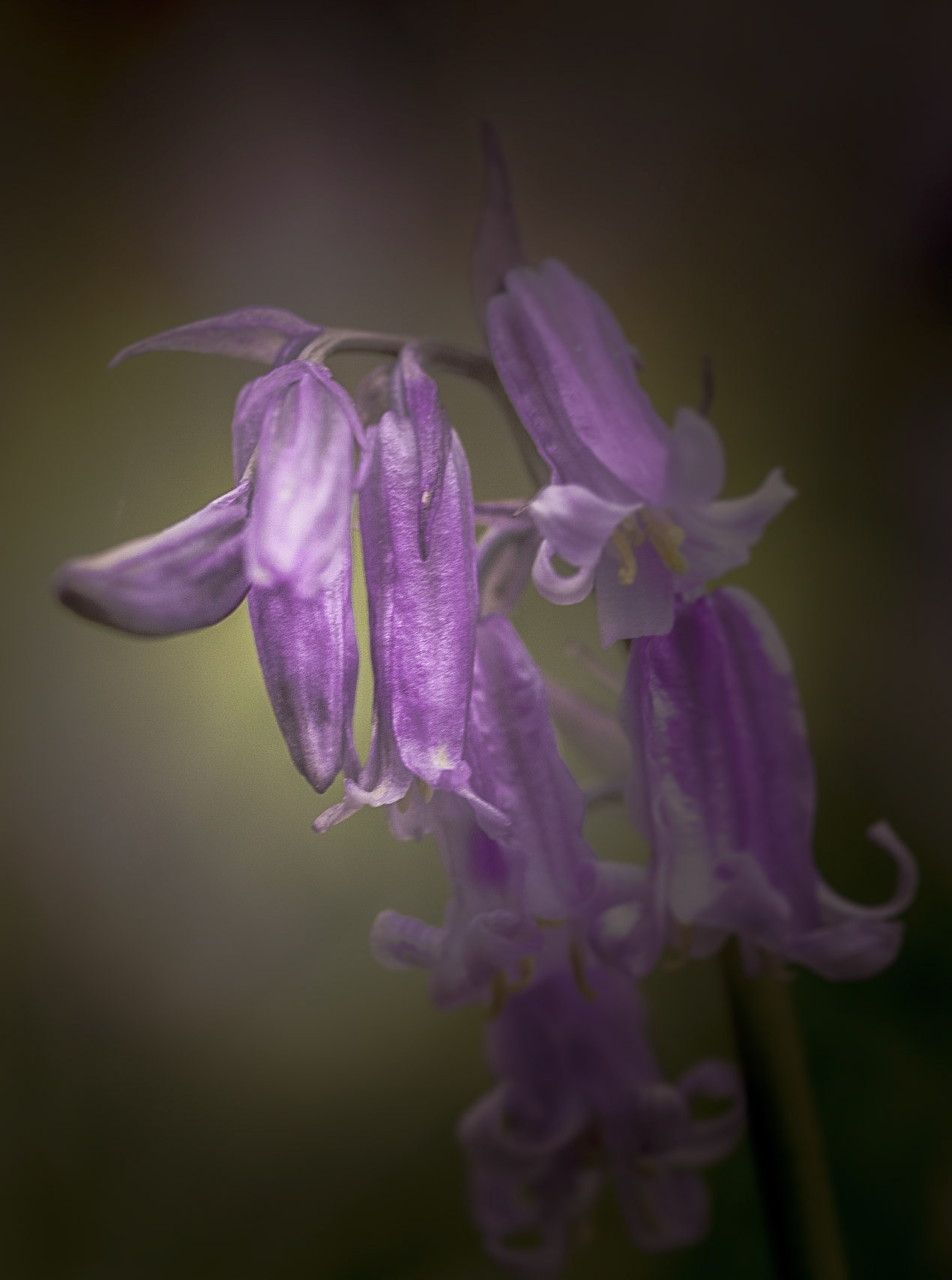 A photograph of bluebells taken at Emmetts Garden, processed with an aged effect.