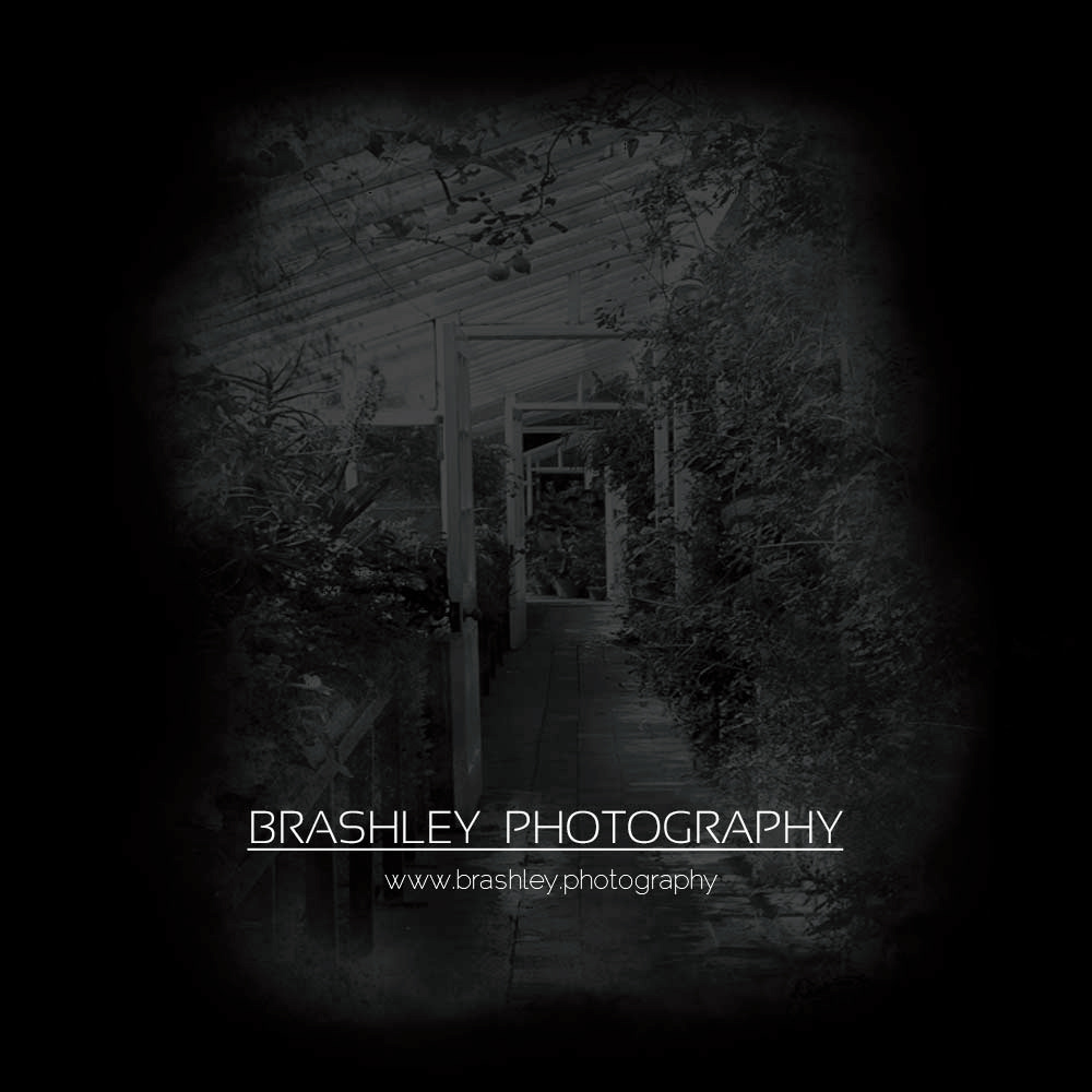 Brashley Photography