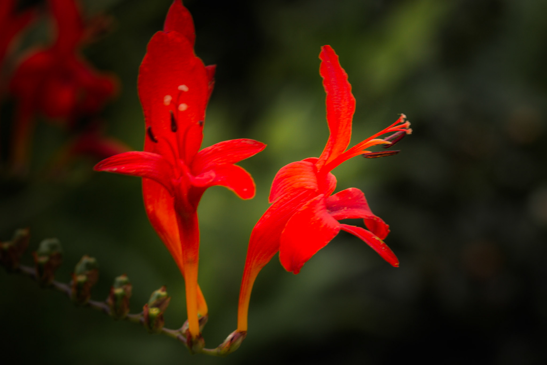 A photograph of red Crocosmia flowers photographed at Great Comp Gardens near Sevenoaks in Kent.
