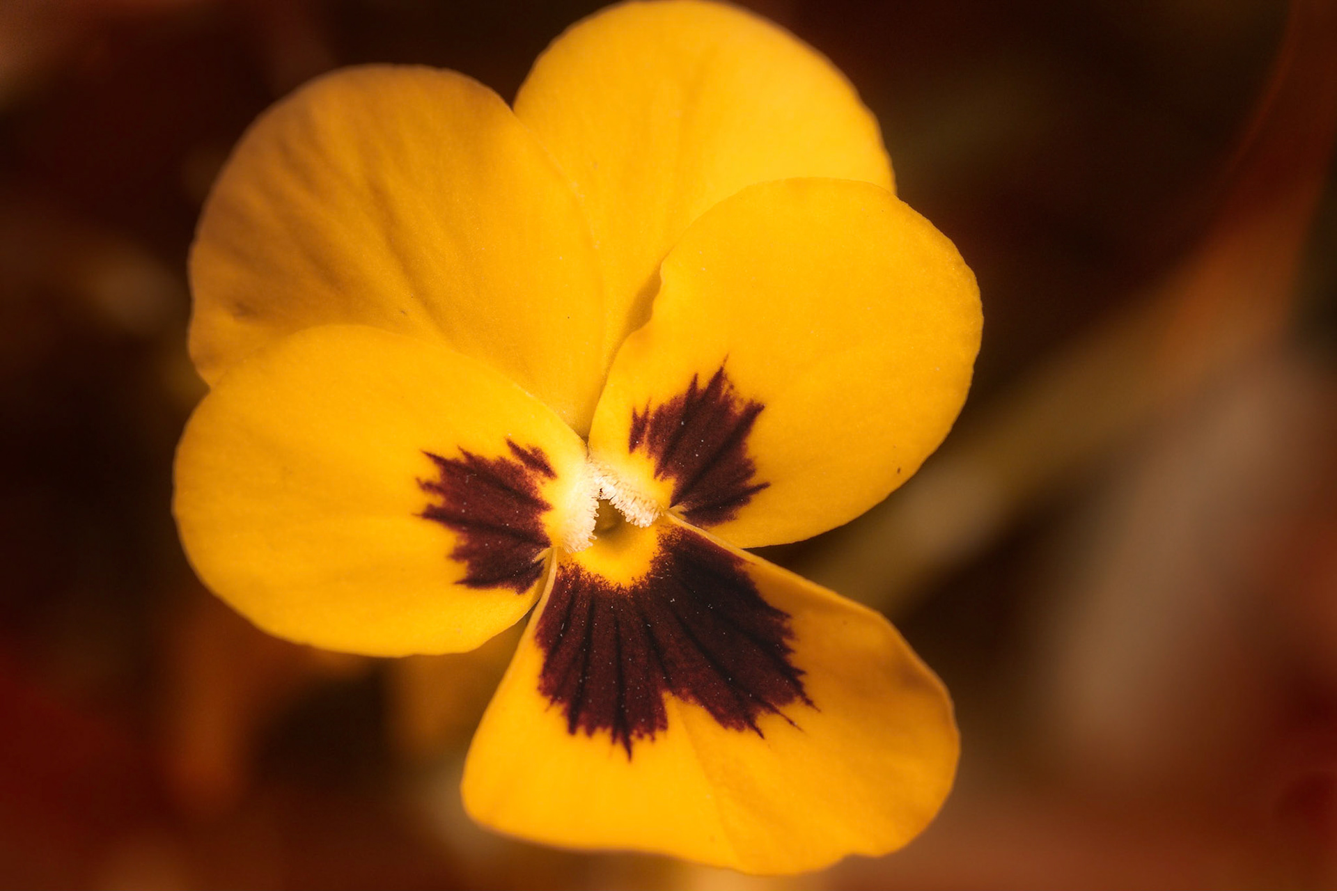 A photograph of a yellow viola photographed in my garden.