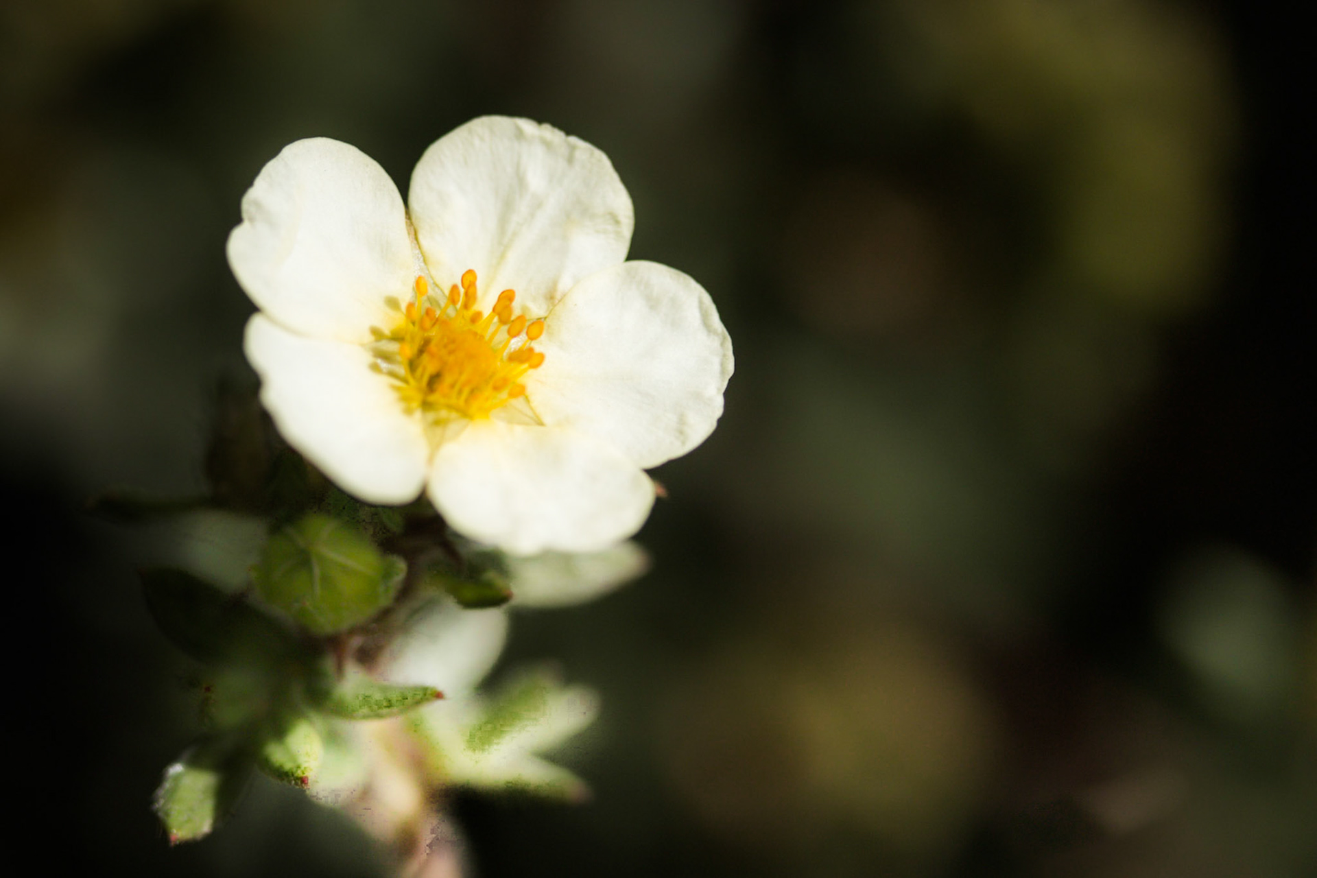 A photograph of a Cistus salvifolius flower photographed at Chartwell in Kent.