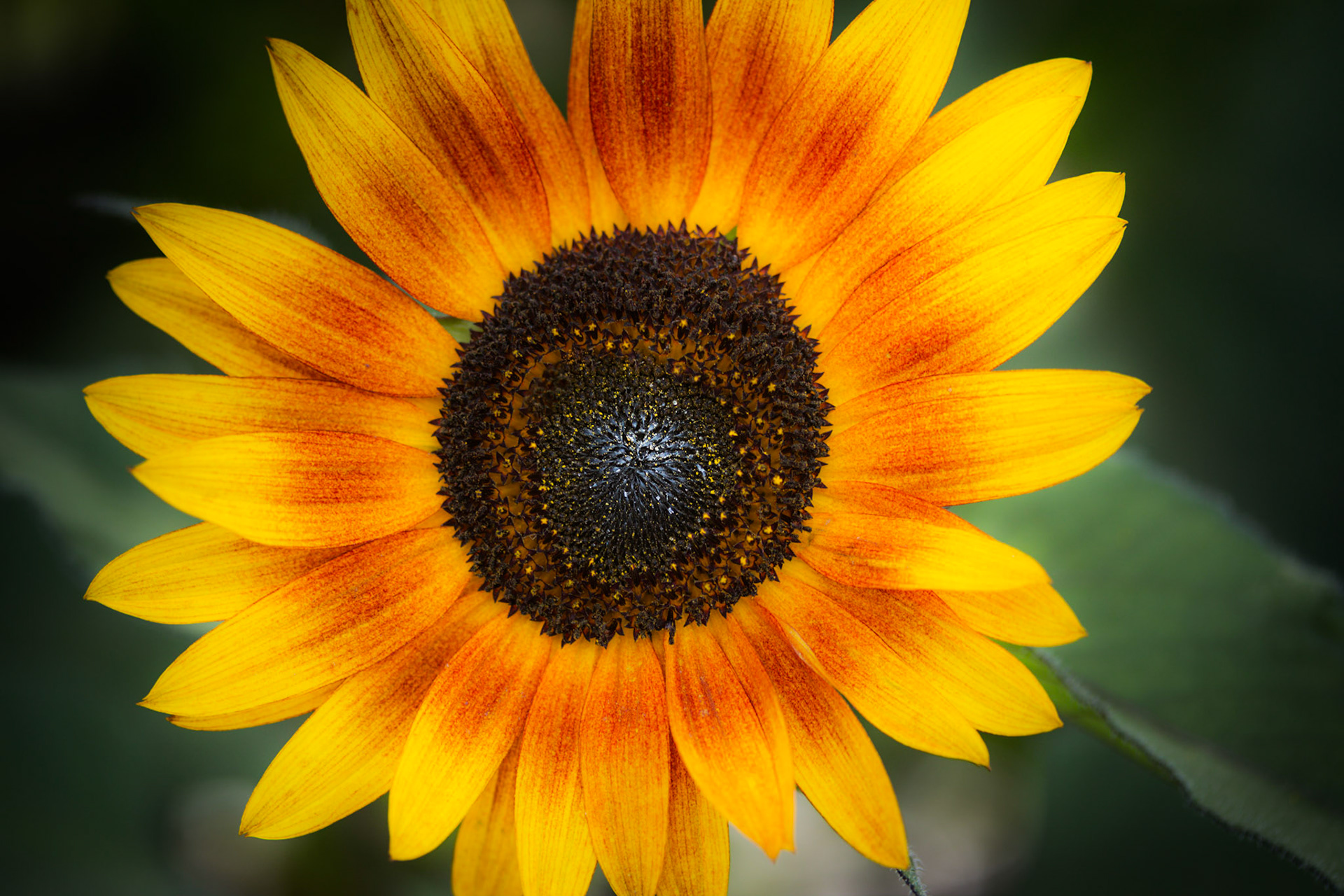 A photograph of a sunflower photographed at Chartwell Gardens in Kent.