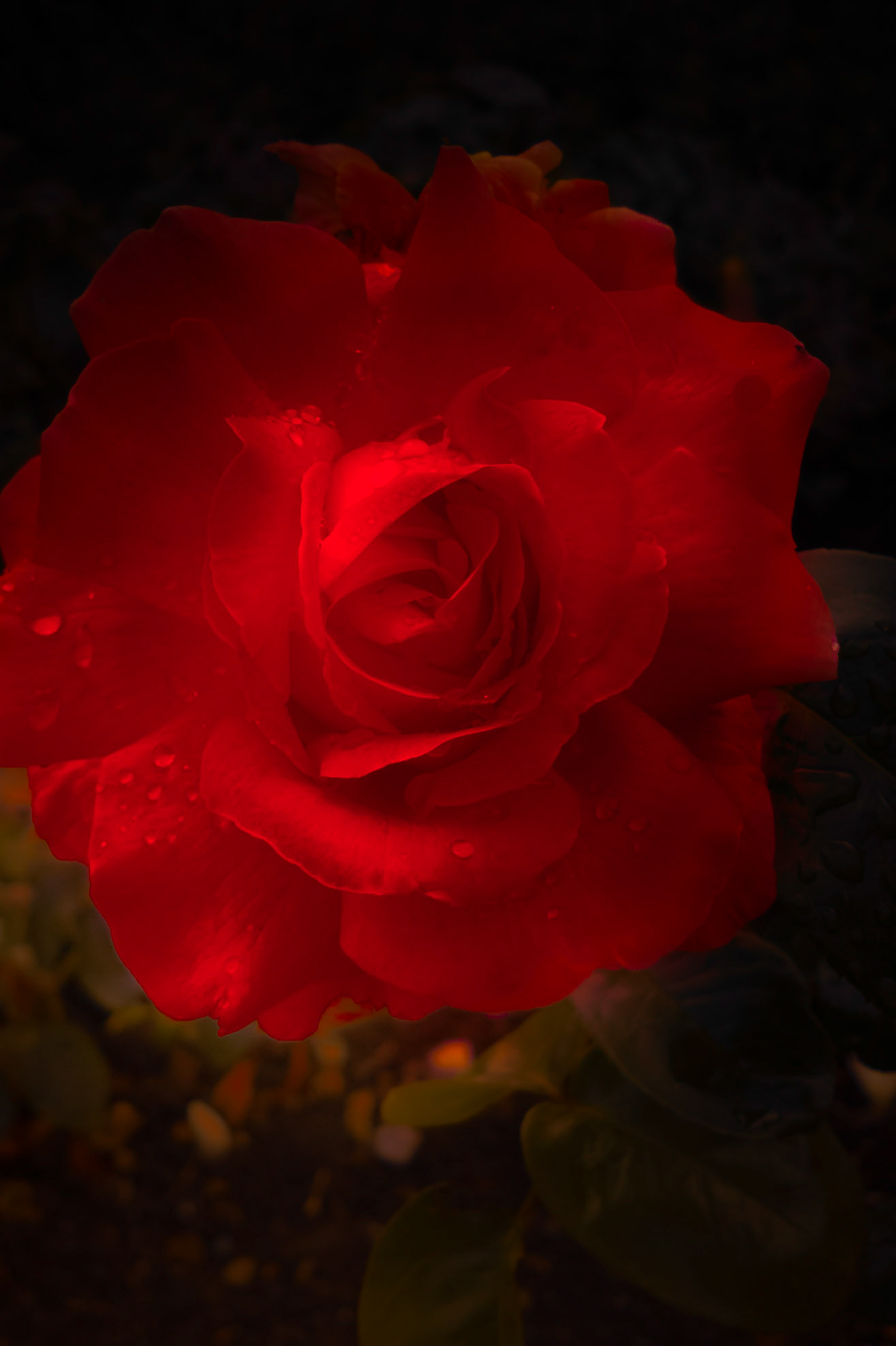 A photograph of a rose photographed just after a rain shower at Nostell West Yorkshire