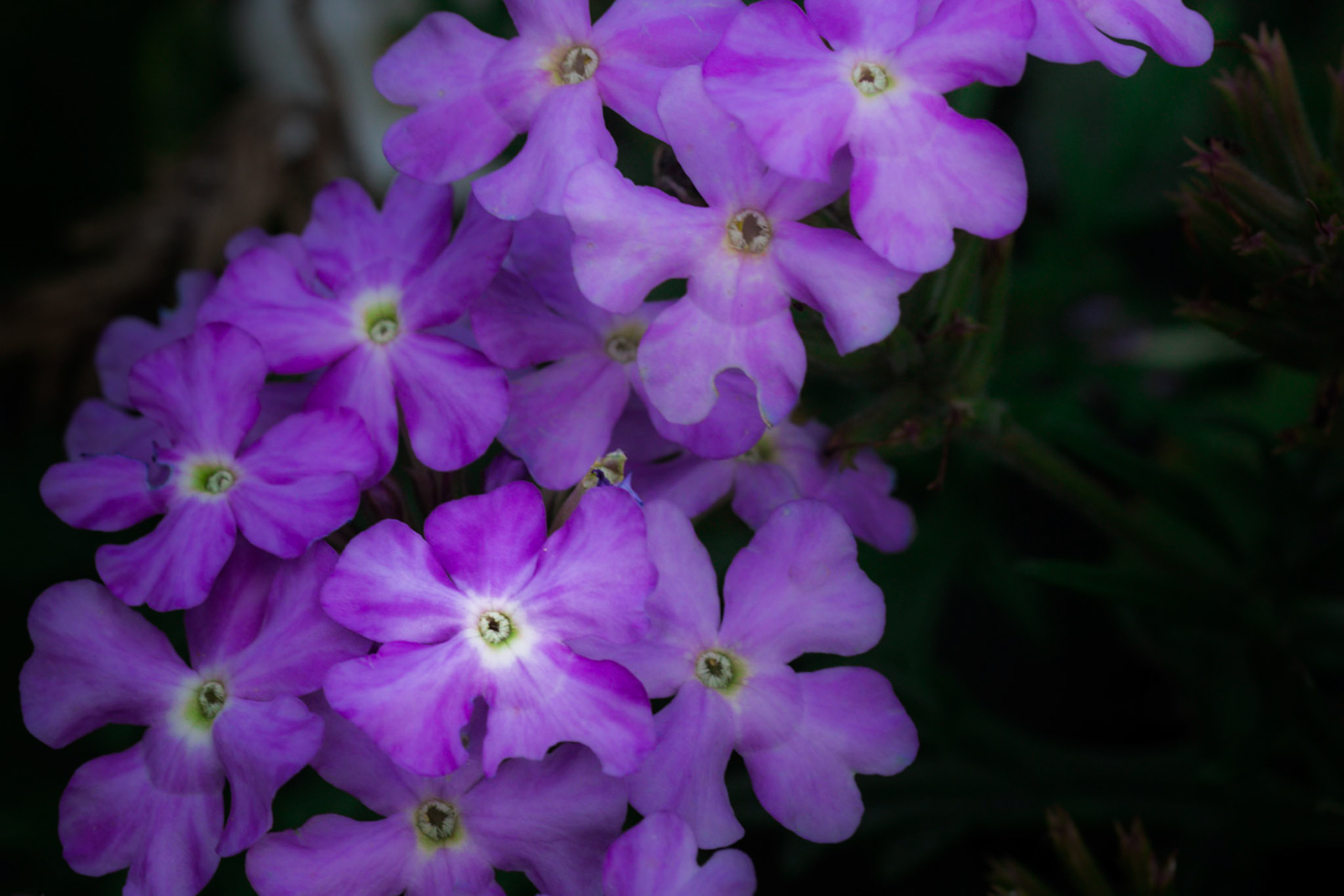 A photograph of purple flowers photographed at Chartwell in Kent.