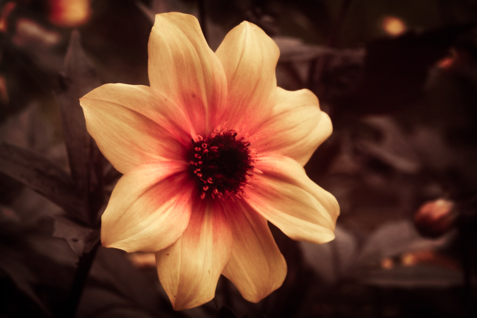 A photograph of a dahlia photographed of Great Comp Gardens near Sevenoaks in Kent.