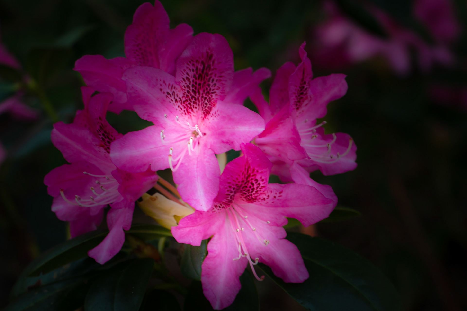 Photographed at Doddington Place in Sittingbourne Kent.