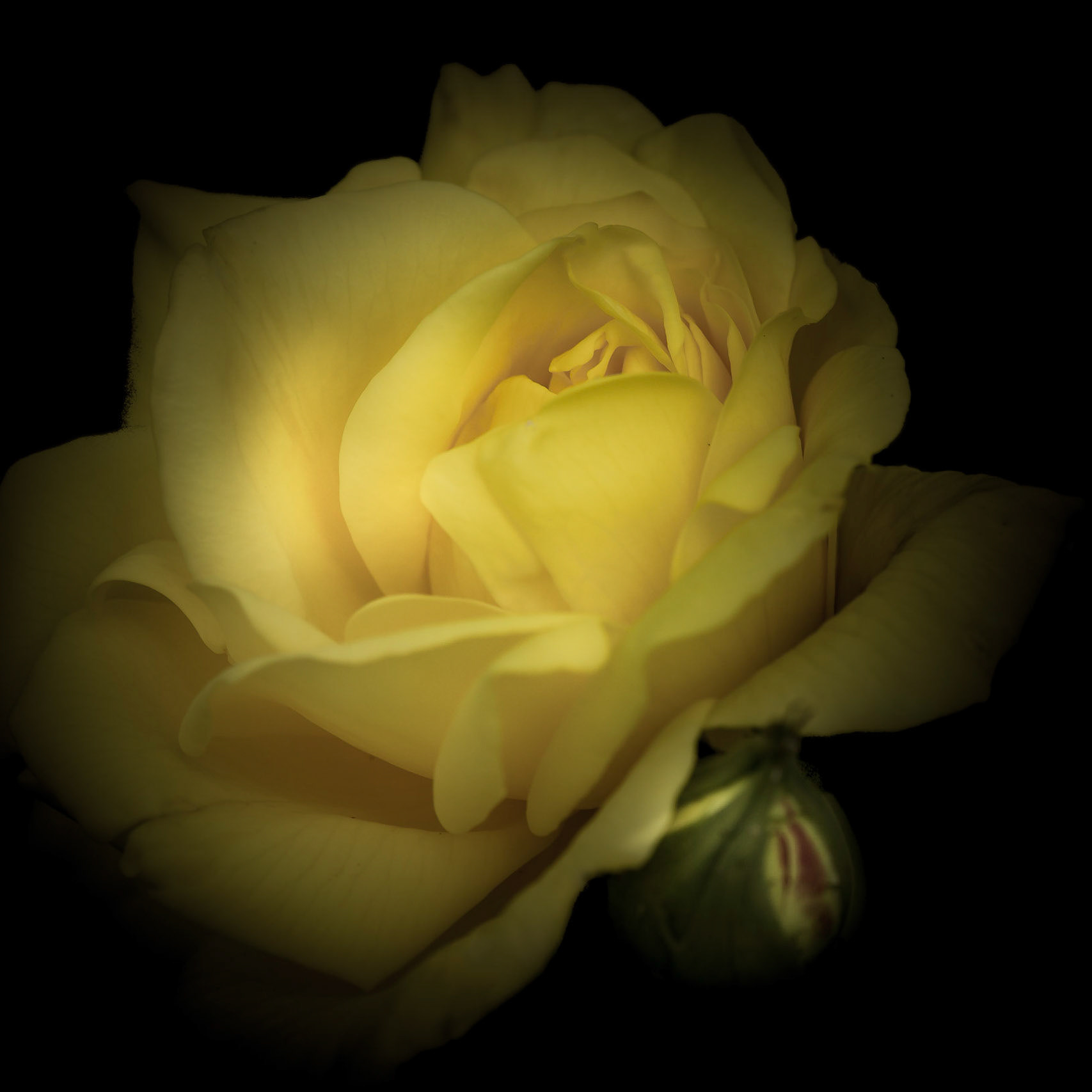 A photograph of a yellow rose taken at Chartwell in Kent.