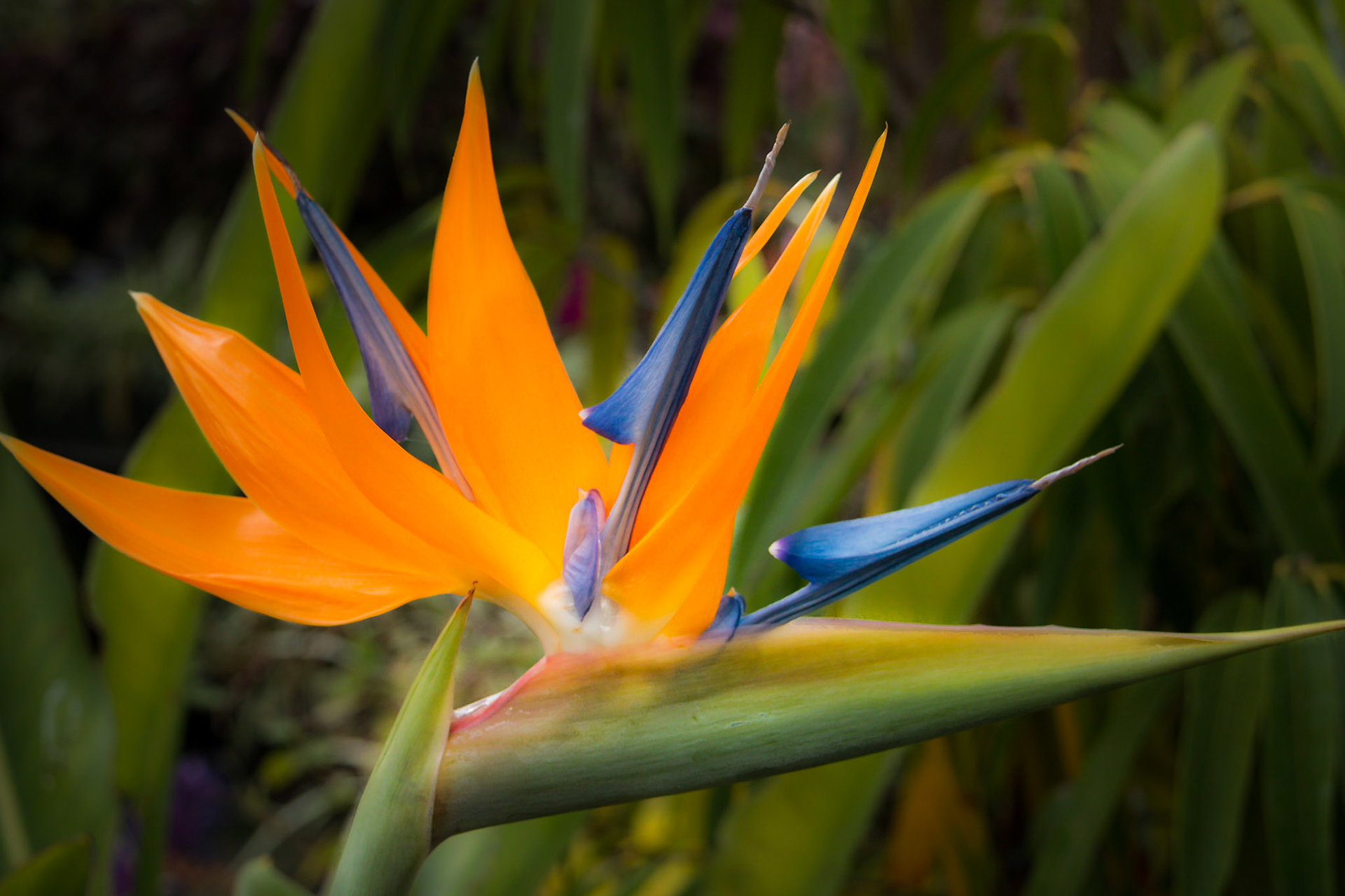 A photograph of a bird of Paradise photographed at Hall Place in Bexley, London.