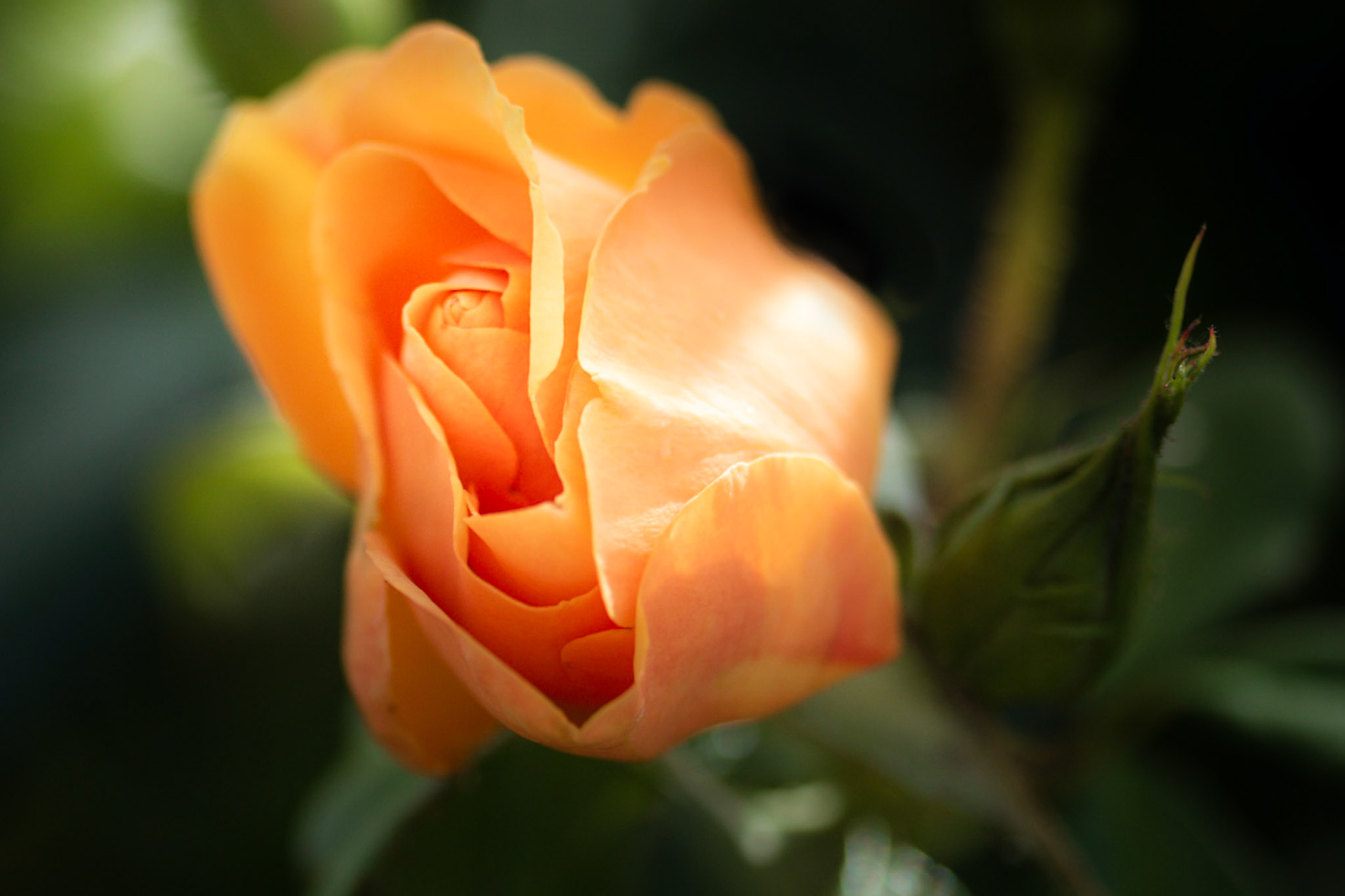 A photograph of an orange coloured rose photographed at Chartwell in Kent.