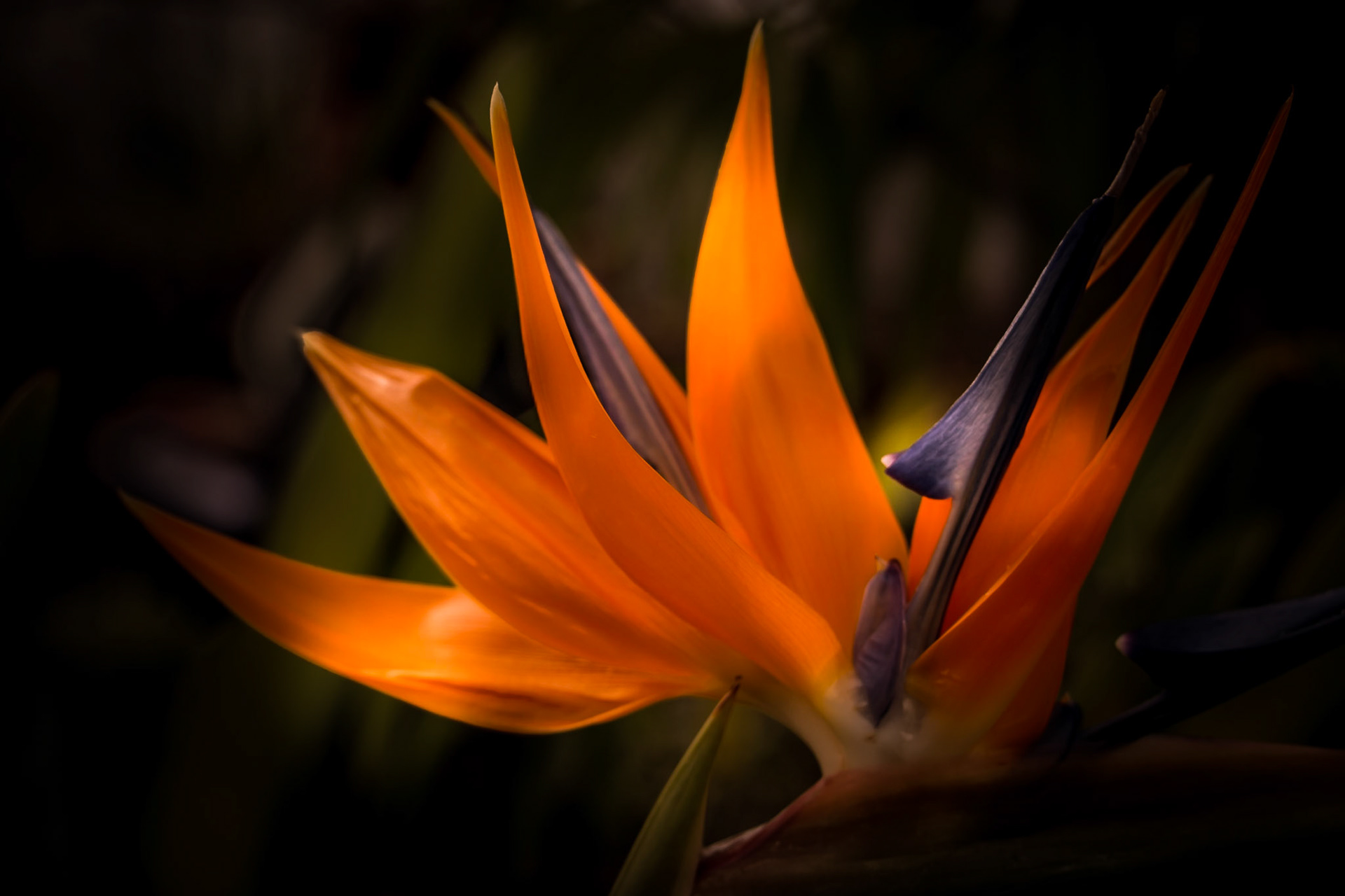 A photograph of a flower taken in the greenhouse at Hall Place, Bexley.