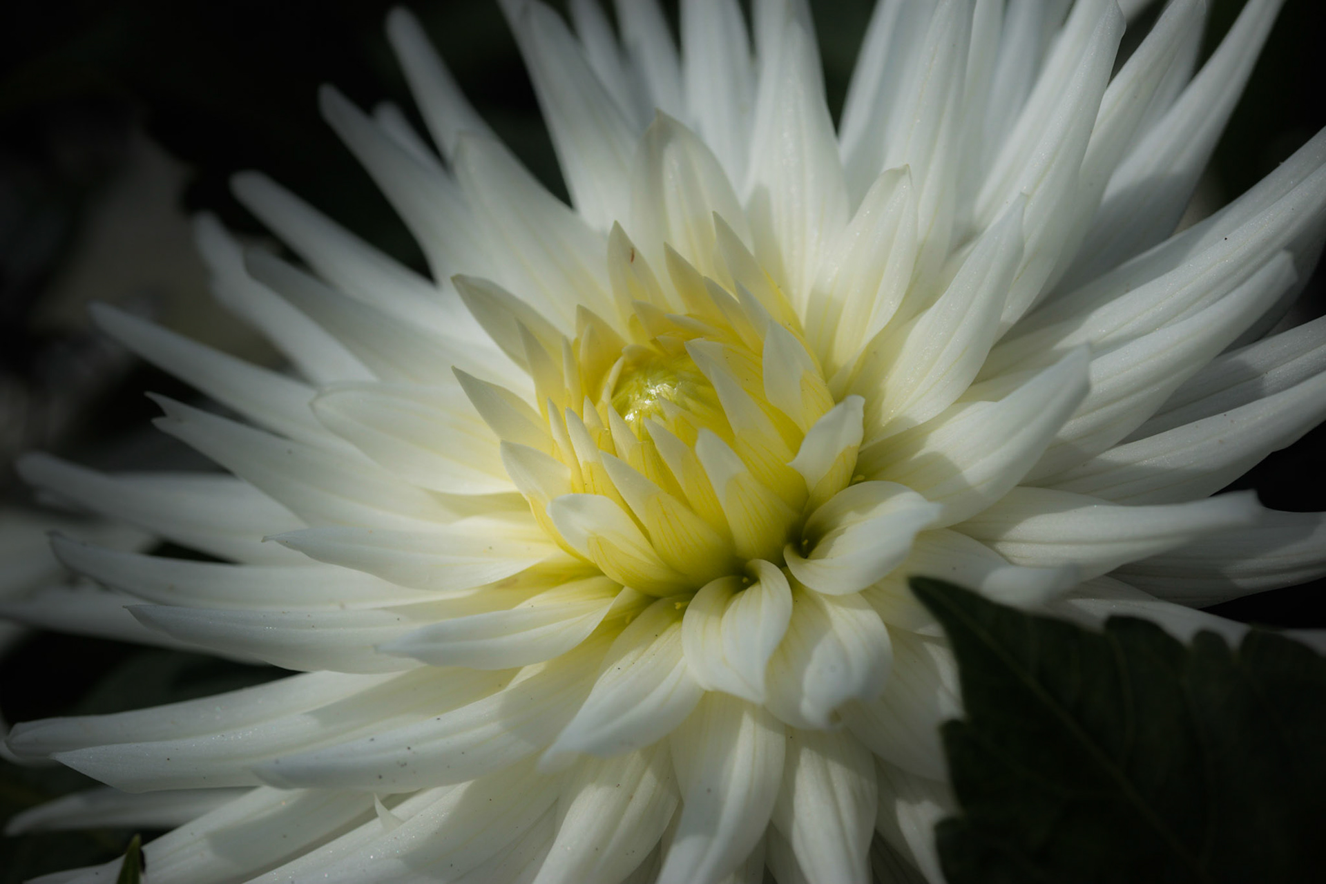A photograph of a white dahlia photographed at Chartwell in Kent.