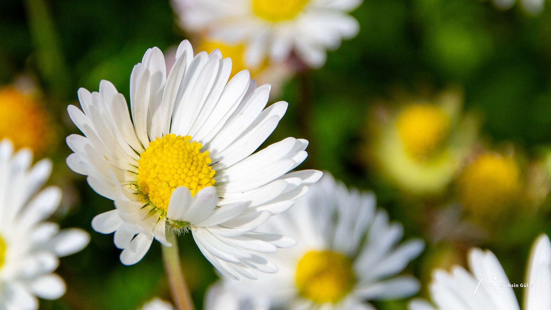🌼 Daisy in Focus - A simple moment, frozen in perfect detail.