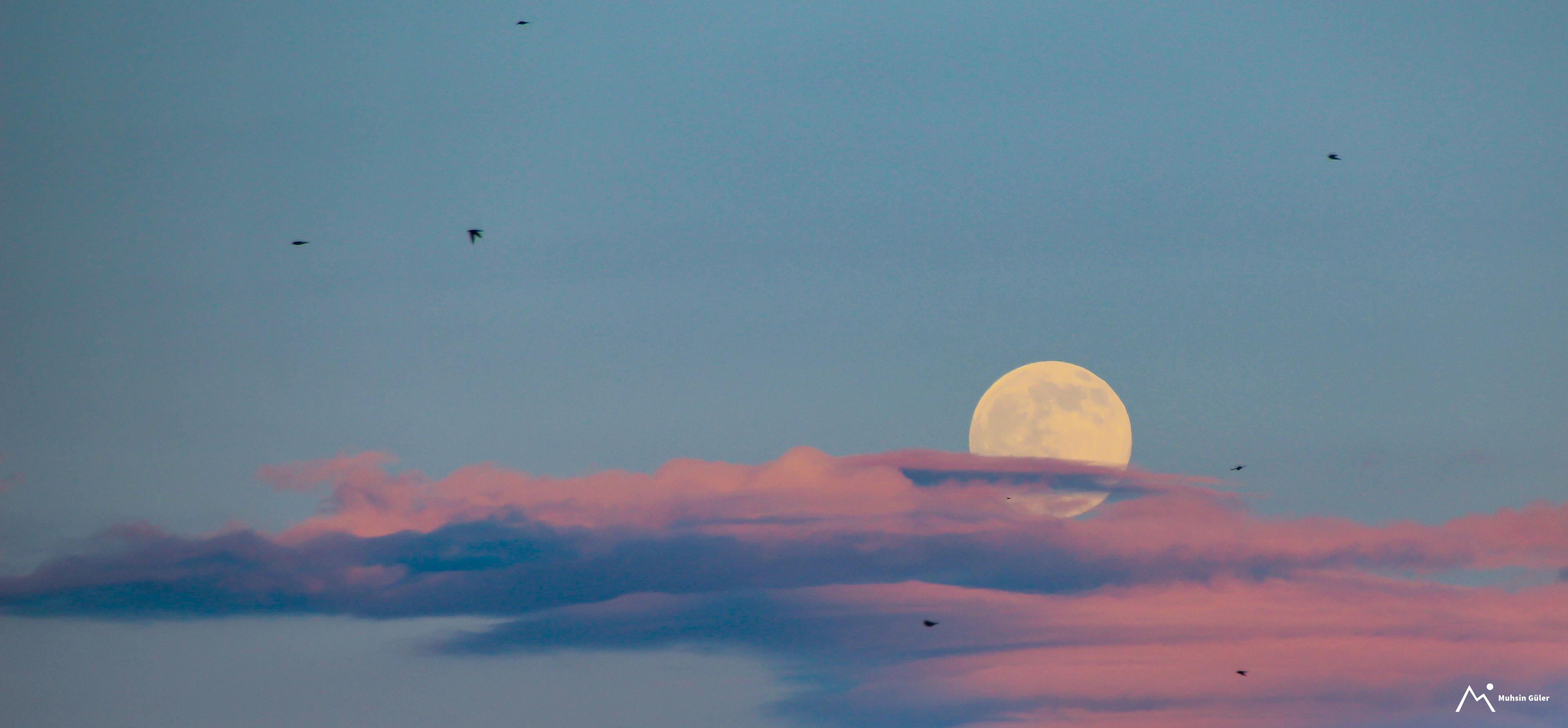 Birds Silhouetted Against Red Clouds, Clear Sky and Full Moon