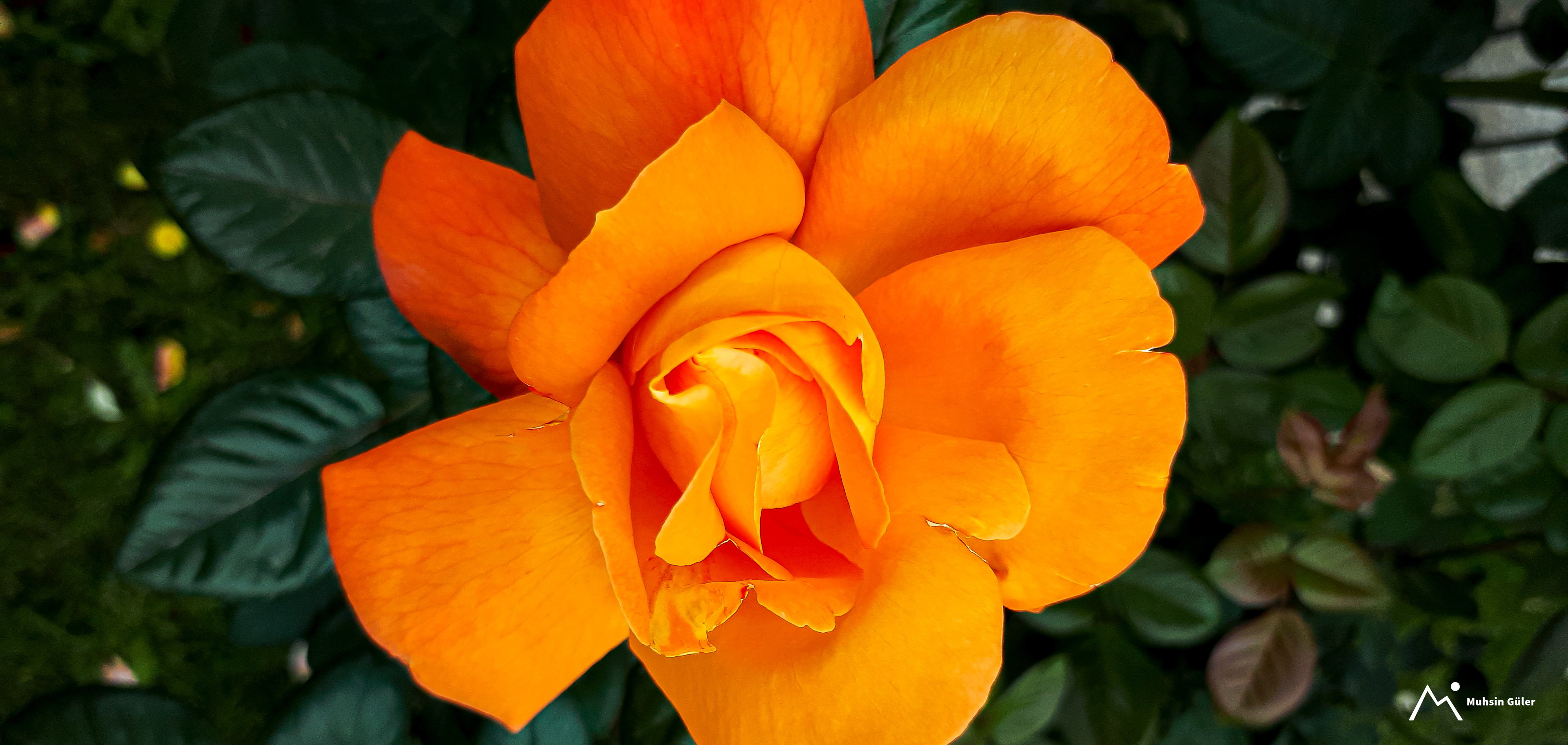 Orange Rose
