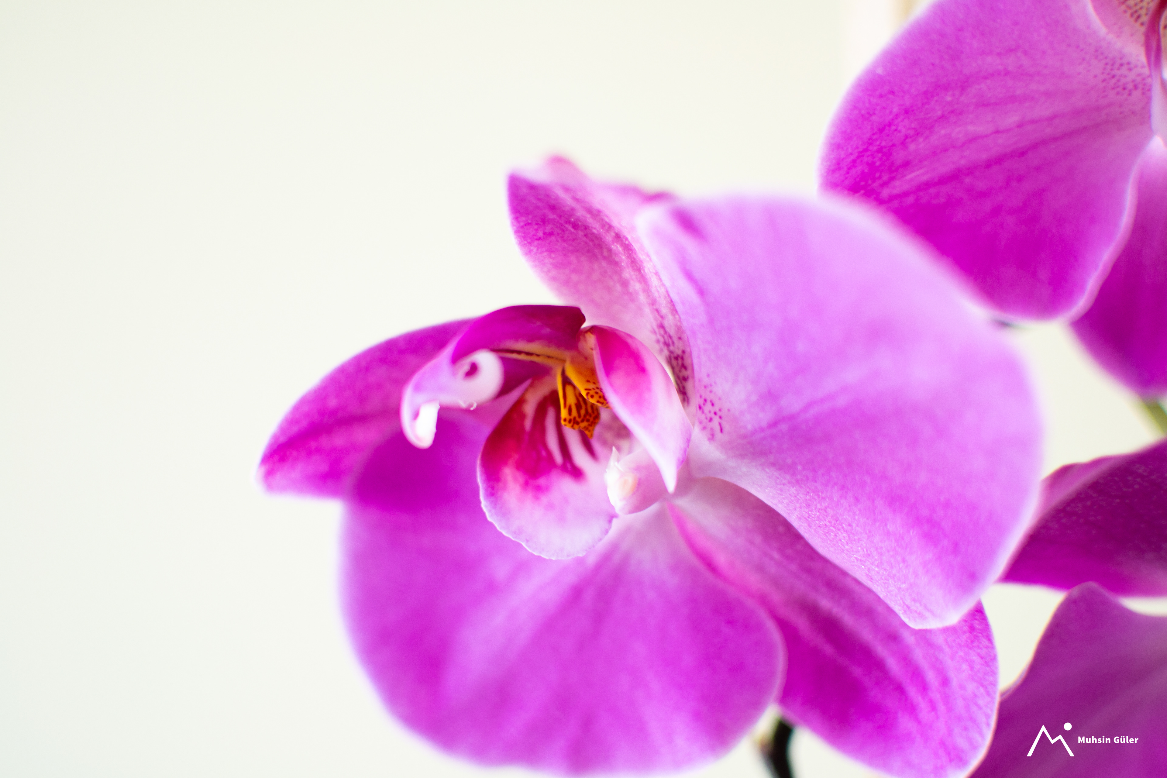 Pure Orchid: Pink Flower on White Background