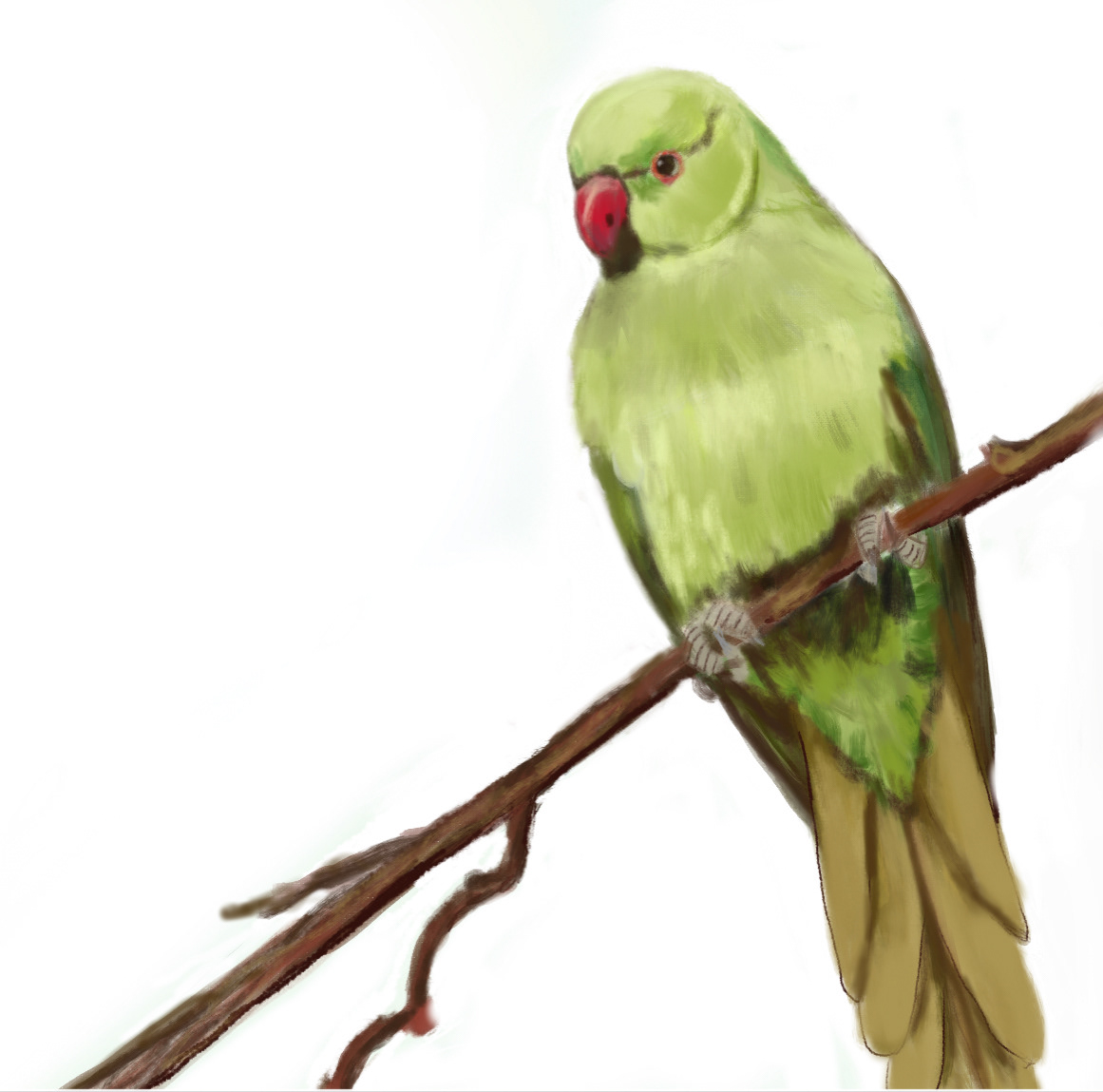 Parakeet 2021