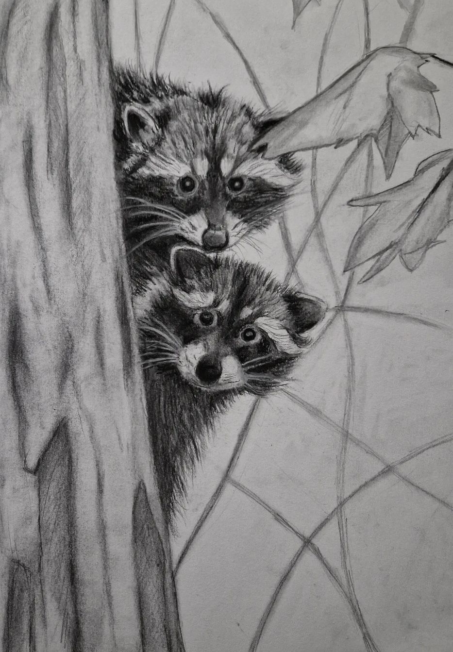 Raccoons drawing in charcoal 2023