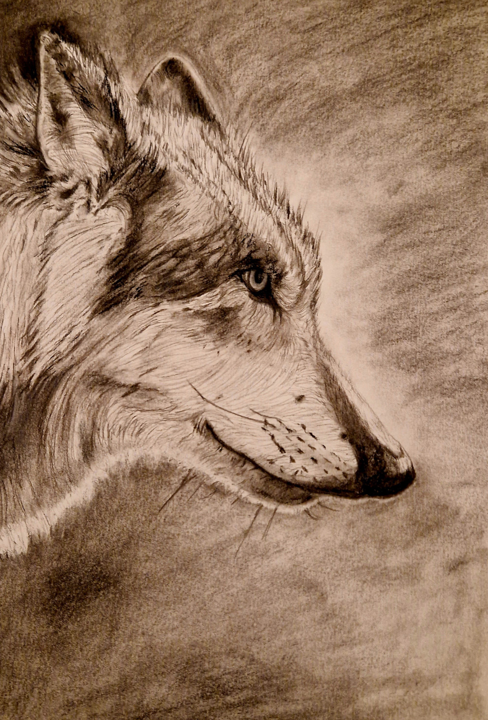Charcoal drawing of a wolf 2023