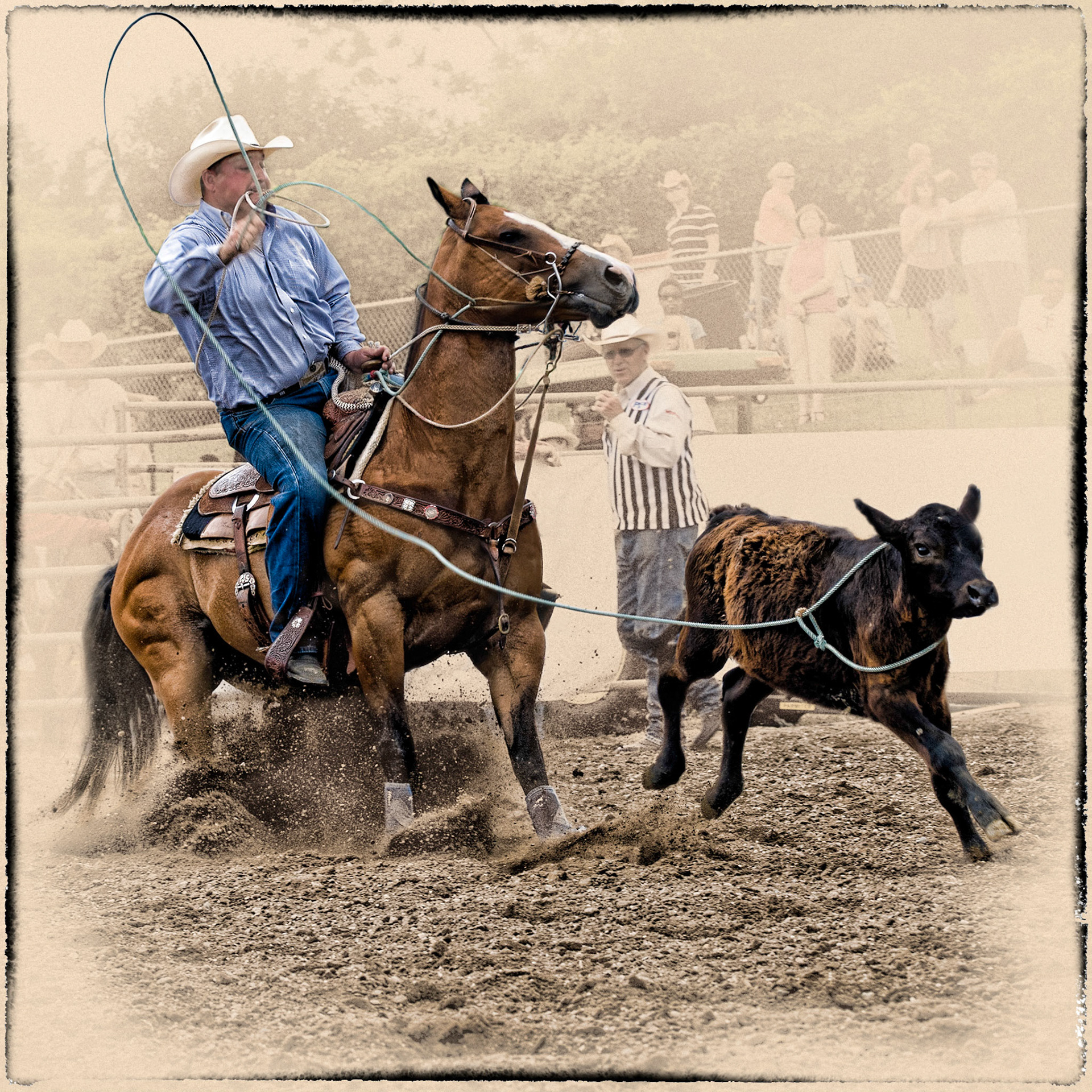 Secure footing and solid stance is required of the horse to successfully rope a calf.