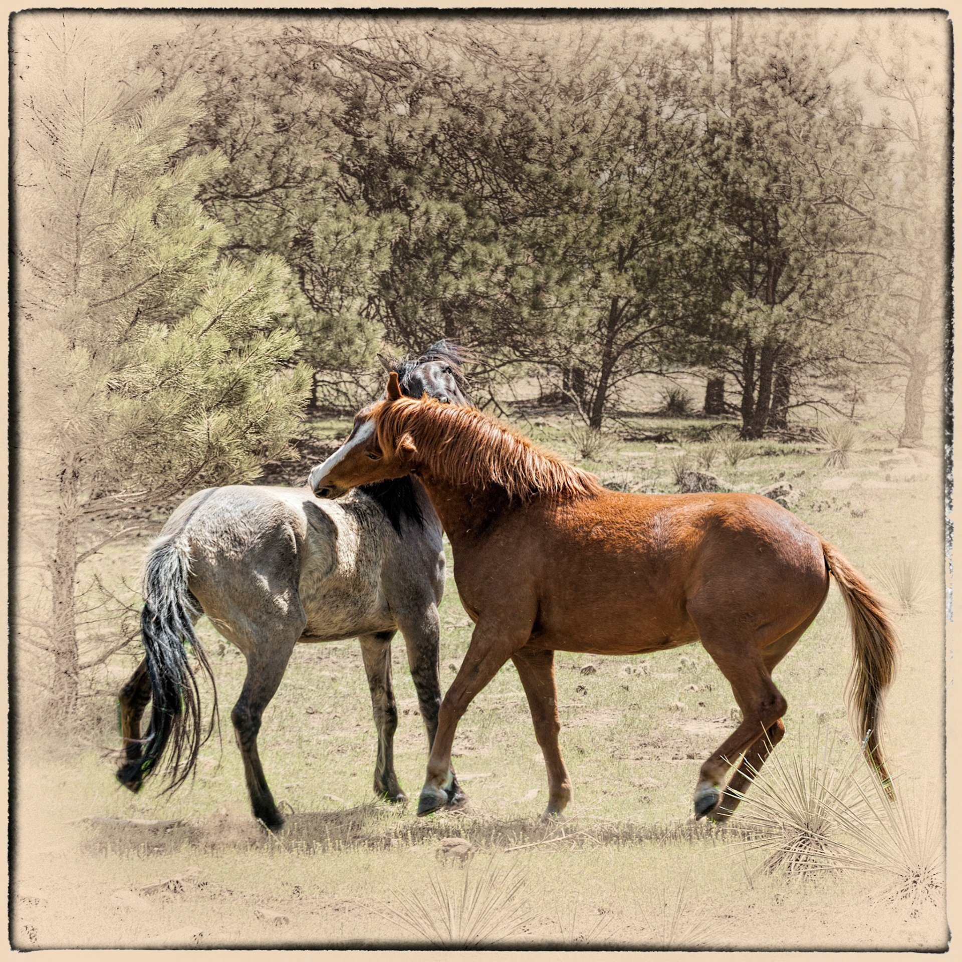 Squabble