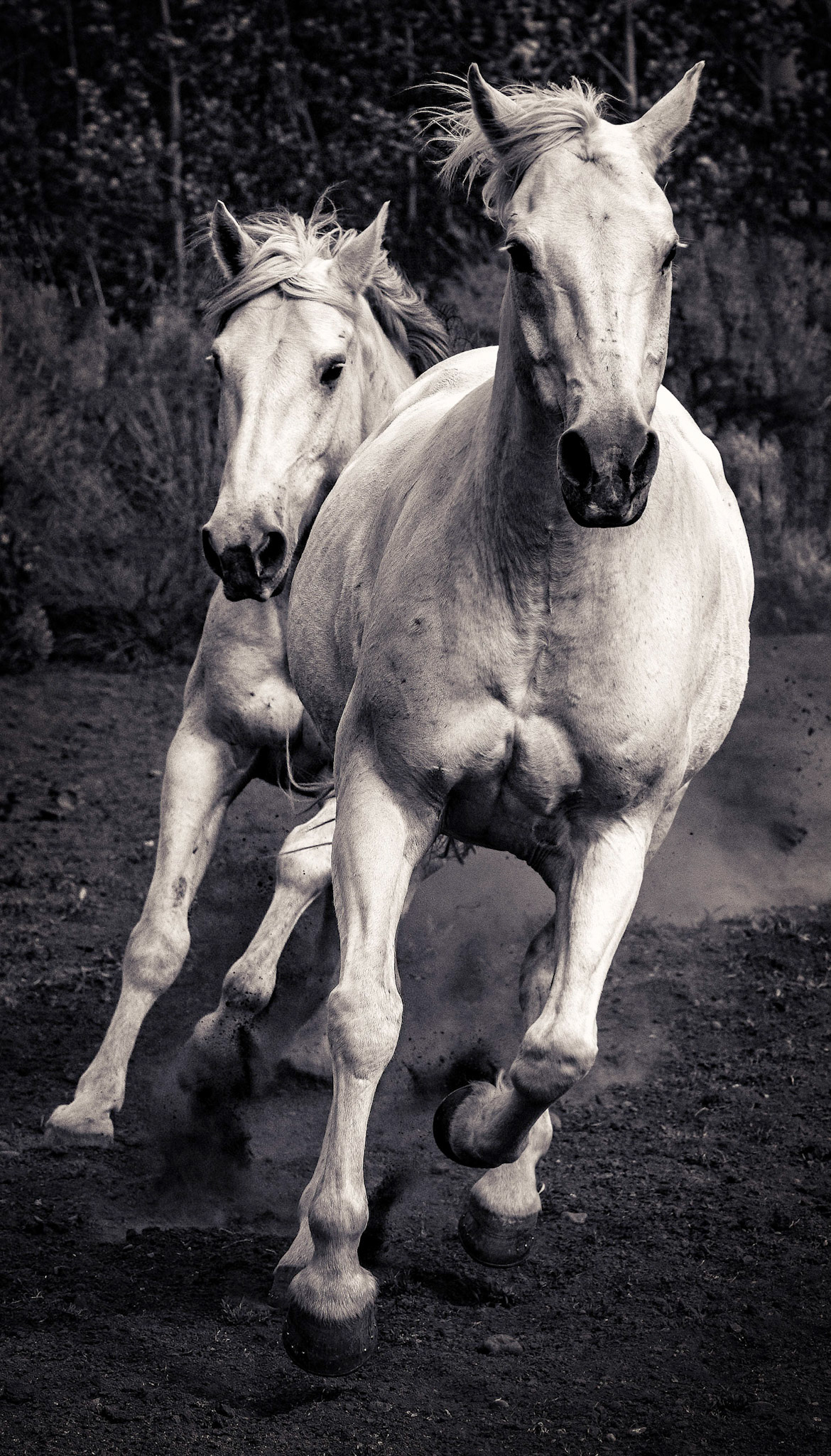 Gallop for the Lead
