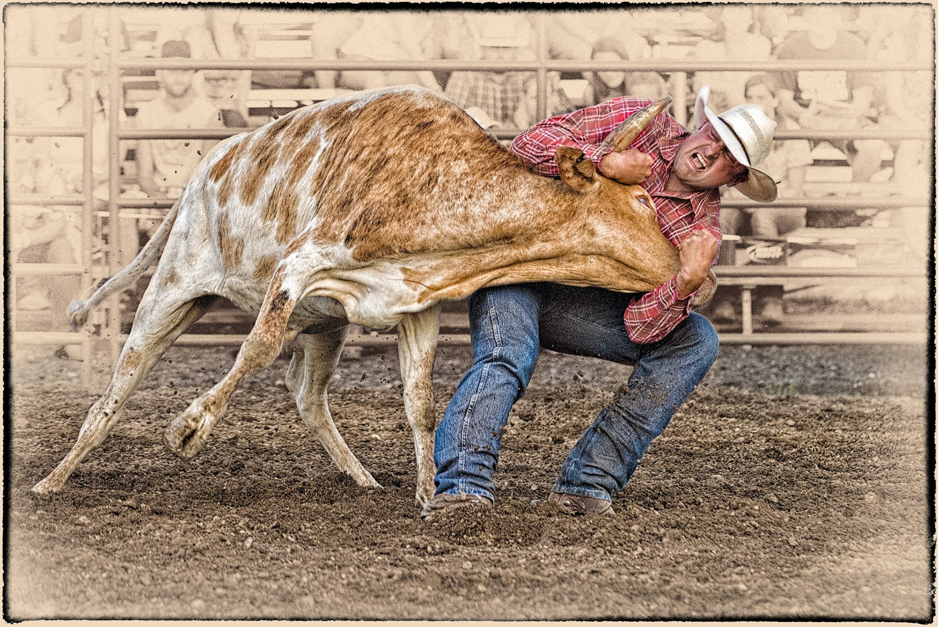 The Steer Won't Cooperate