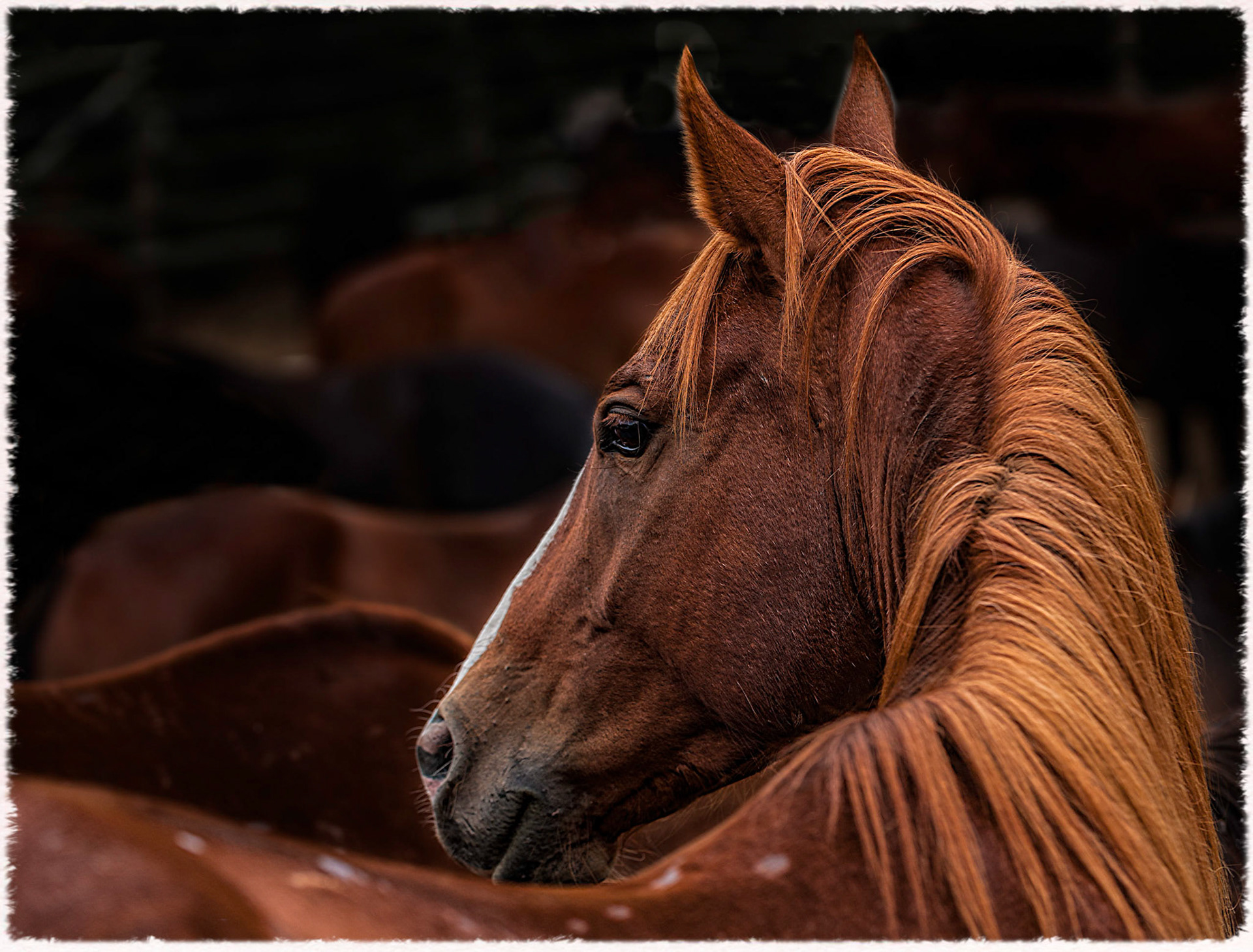 Handsome Mane