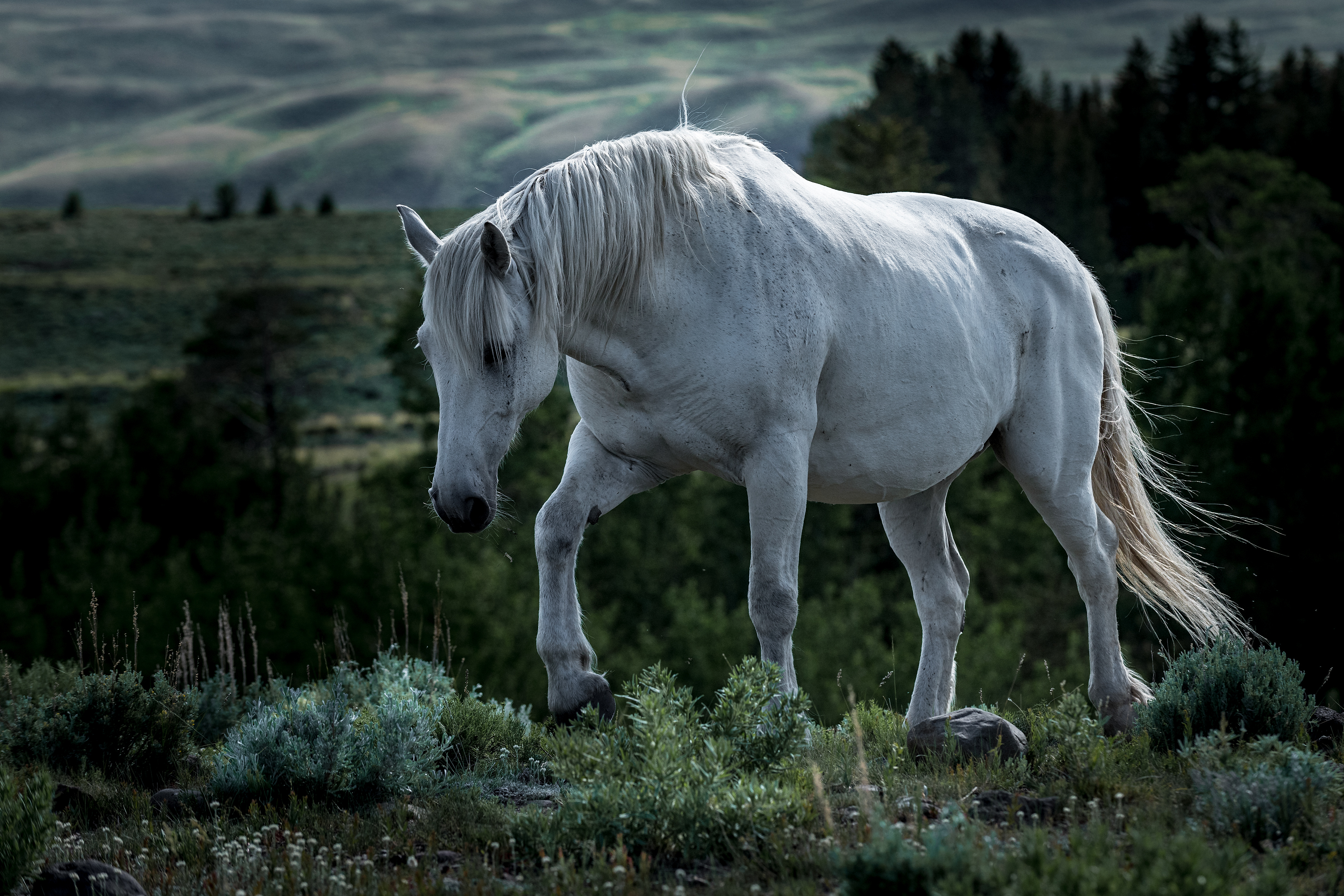 Equine Solitude