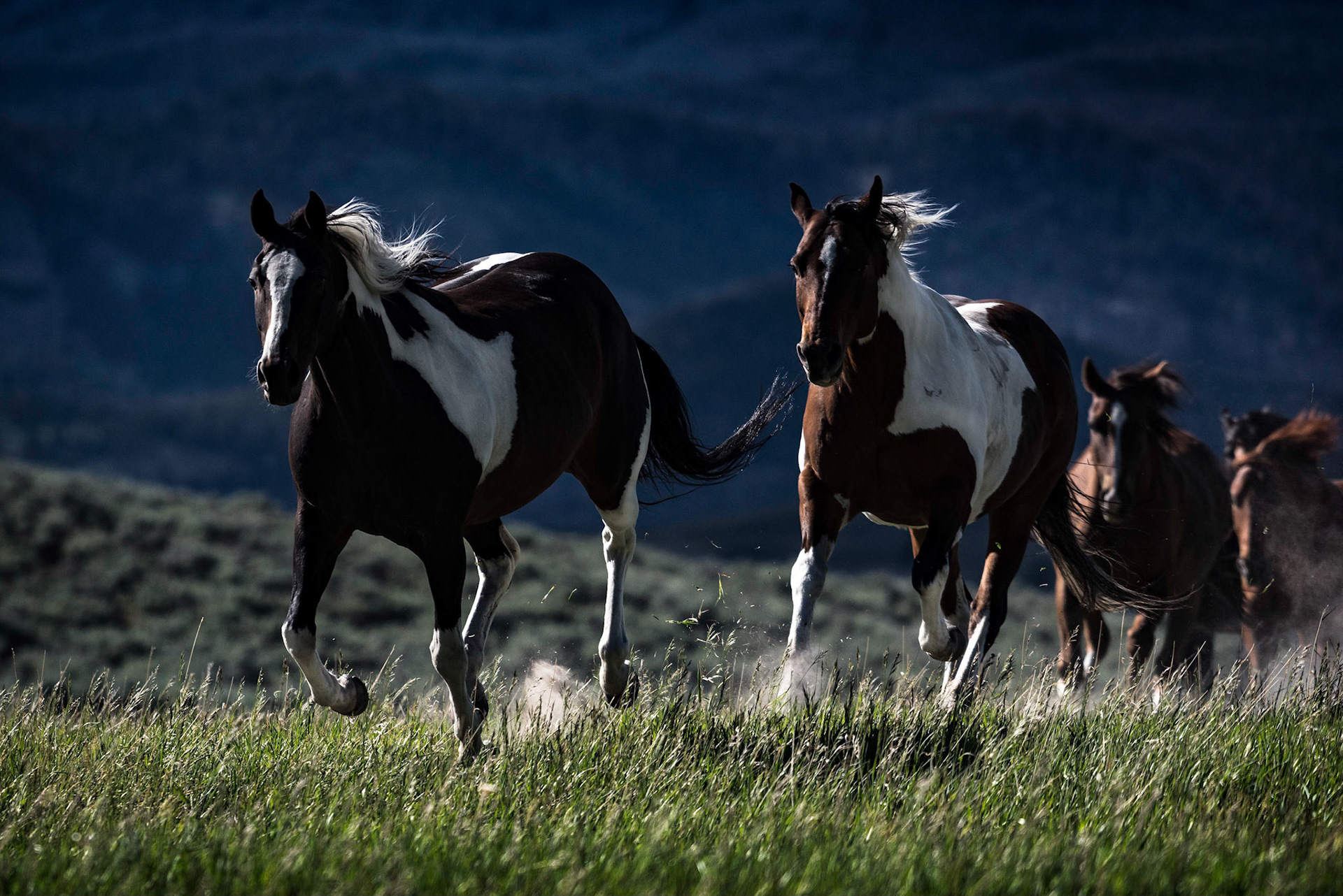 Swift Hooves