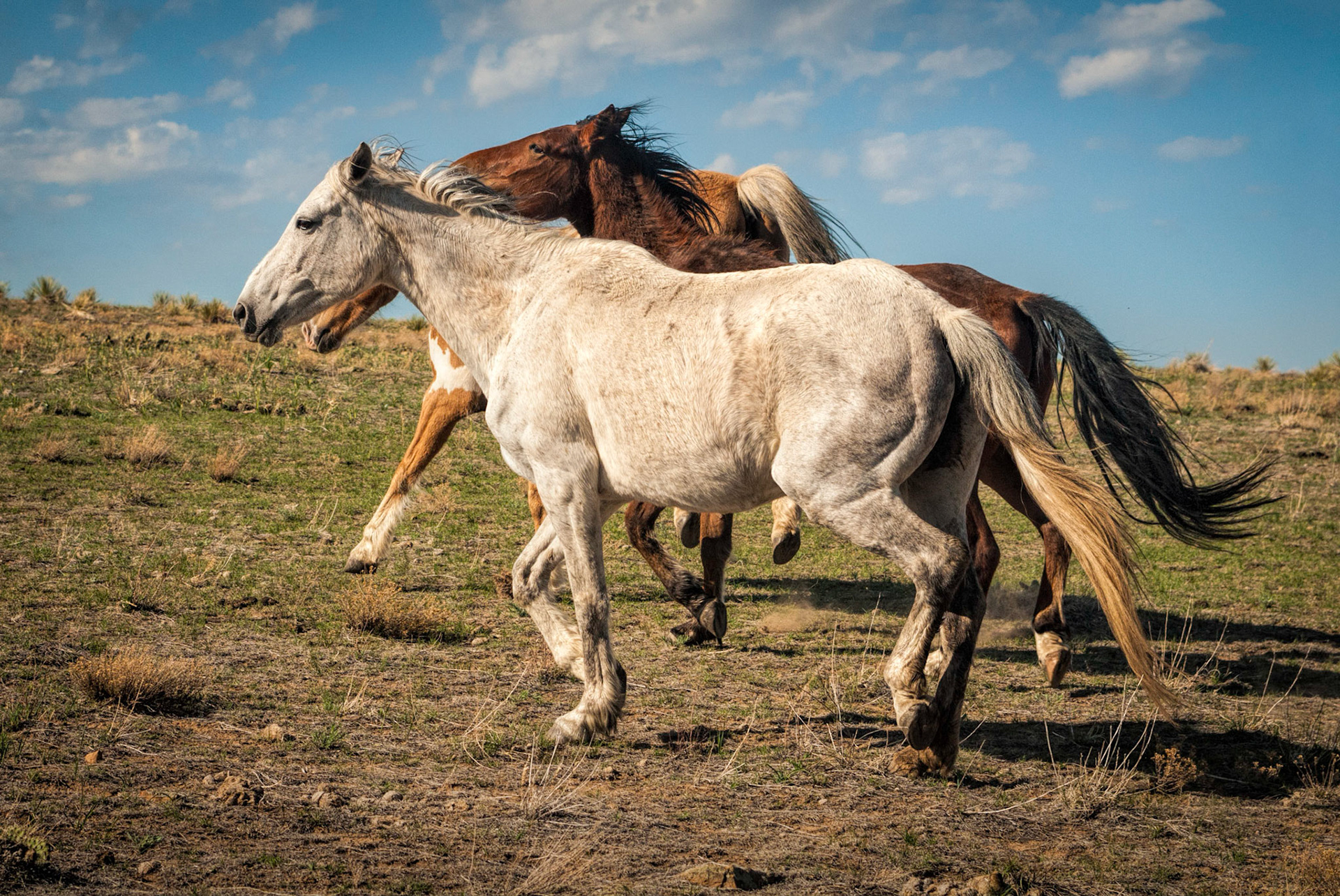 Gallop On