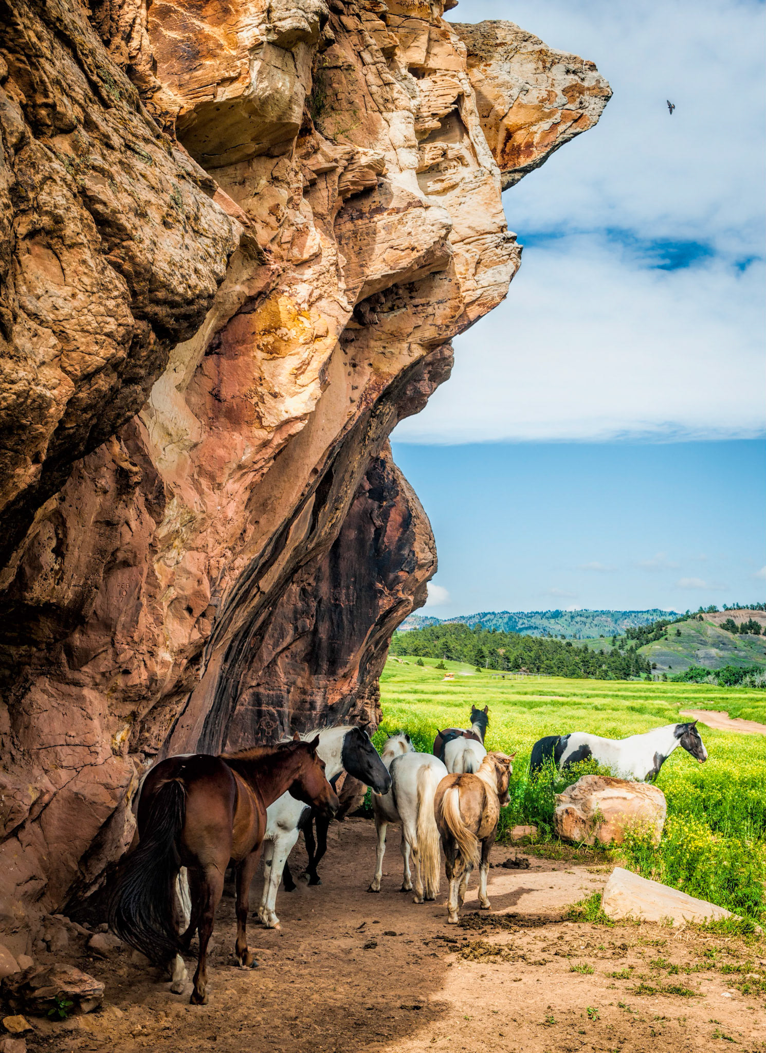 Horses taking shelter from a coming storm near petroglyphs at the Black Hills Wild Horse Sanctuary.
