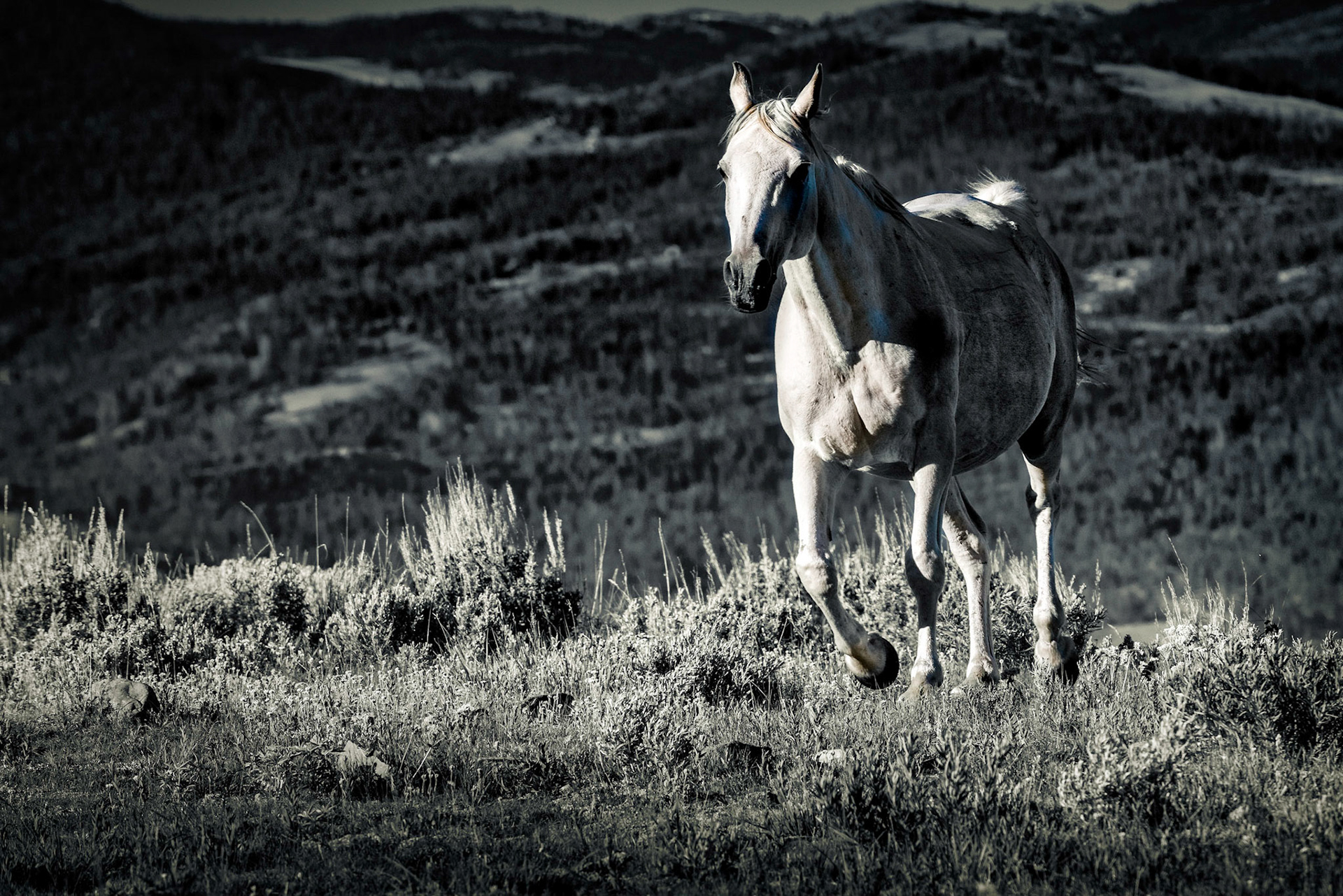 High pasture of the Absaroka Ranch.
