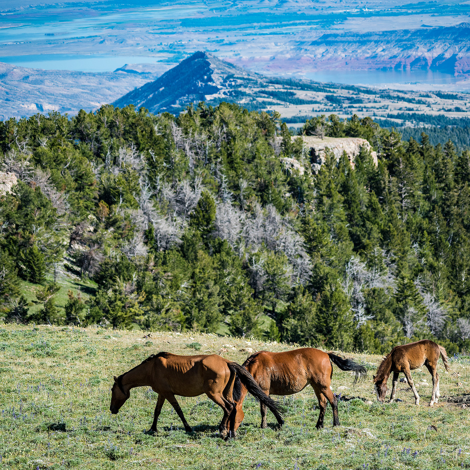 Montana Overlook