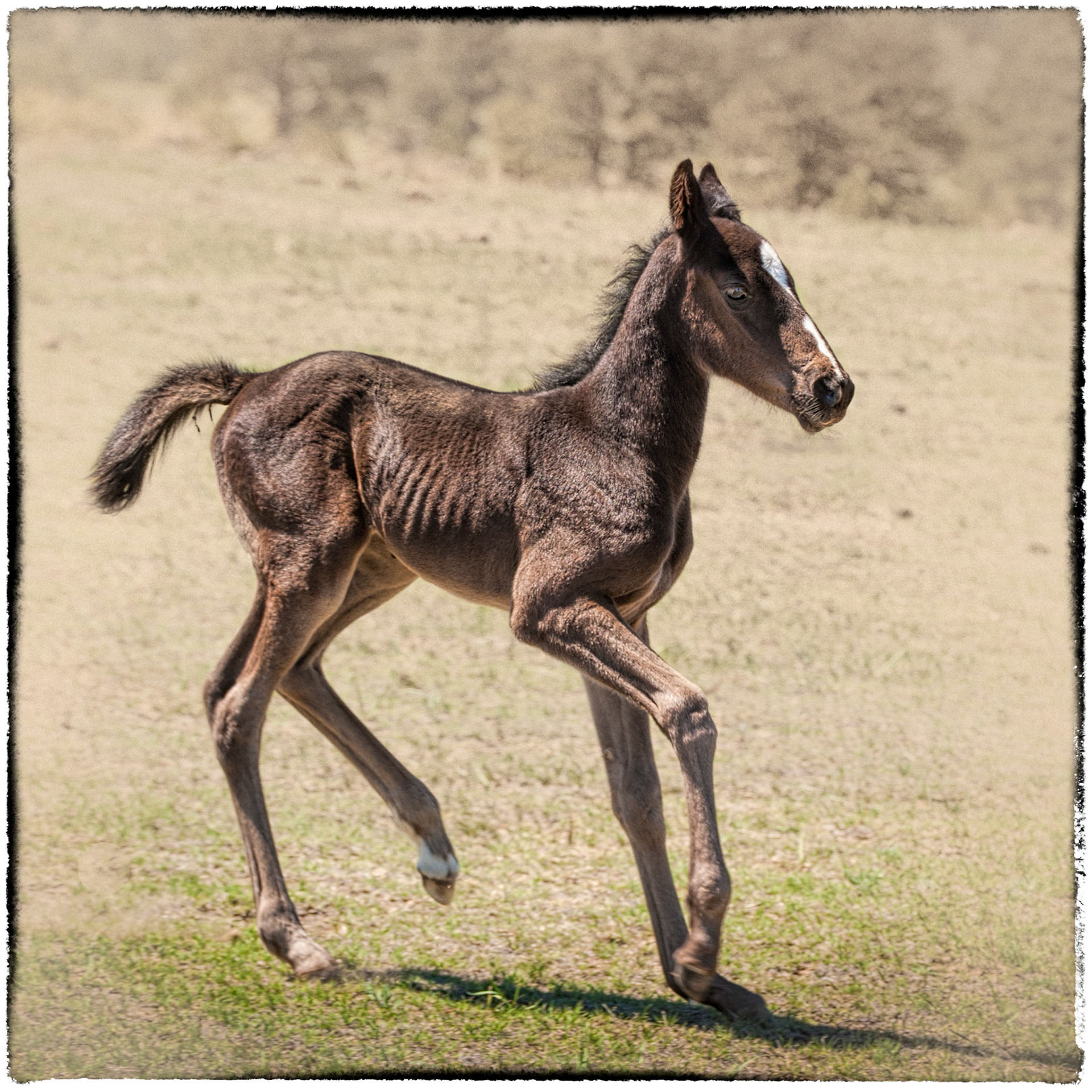 Born Free