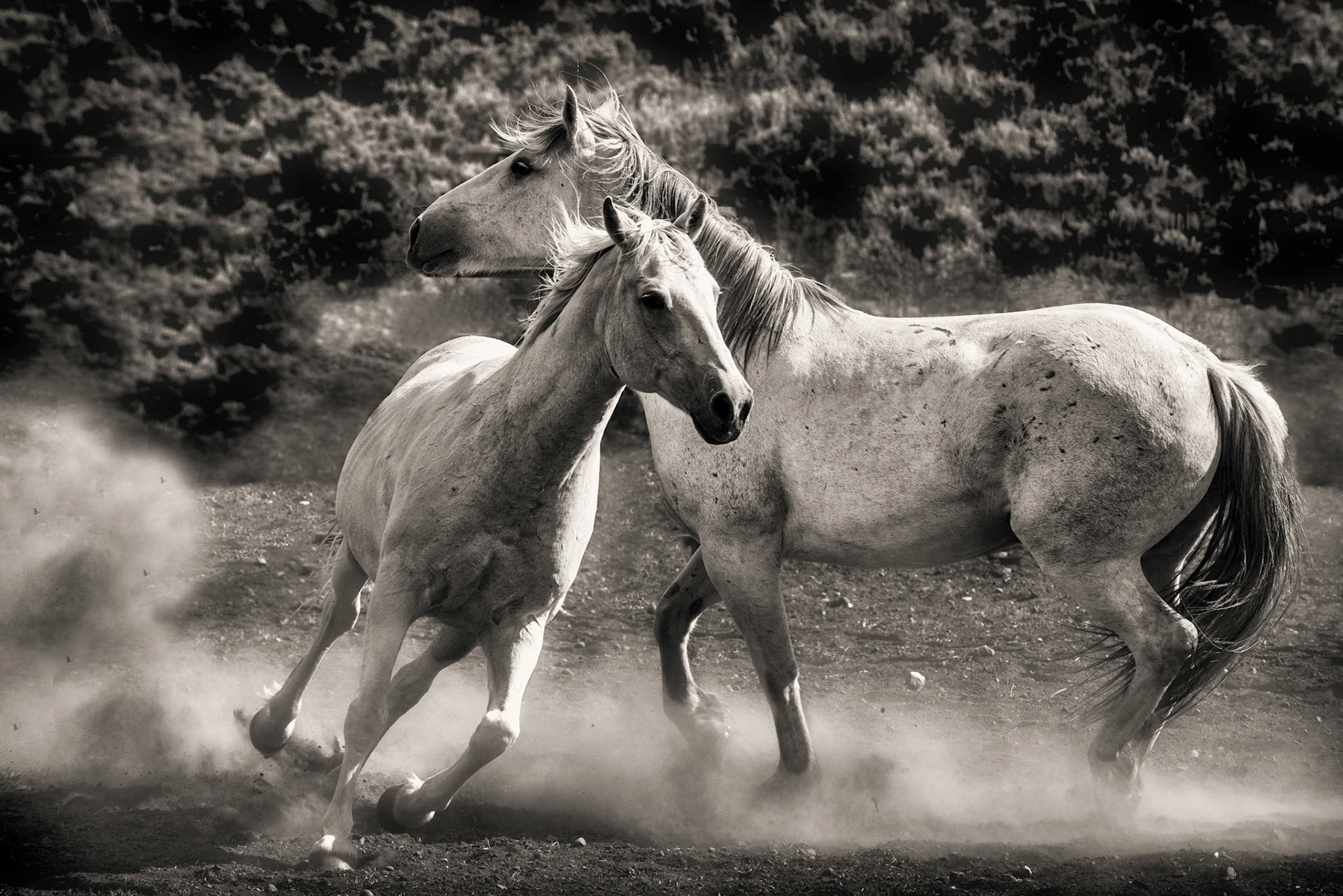 Horsing Around