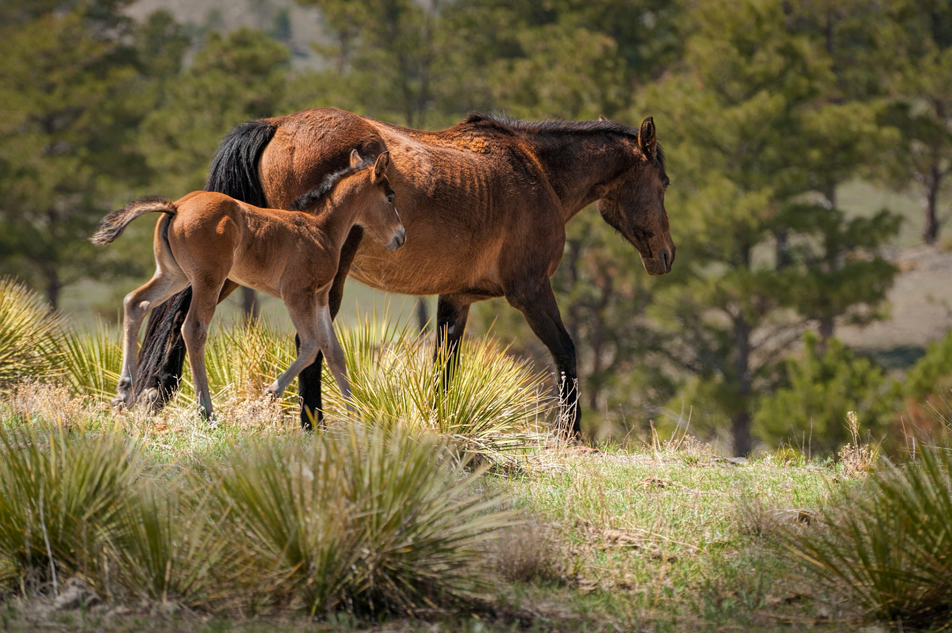 Following Mom