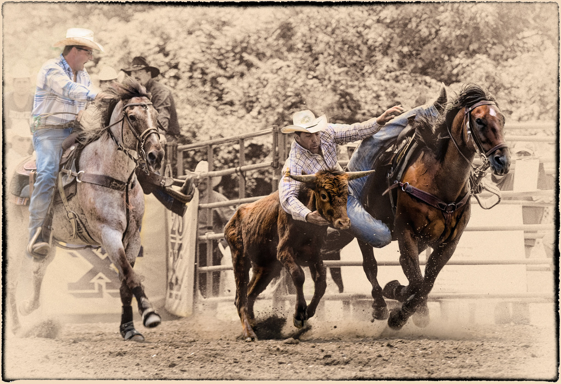 PRCA Rodeo Steer Wrestling