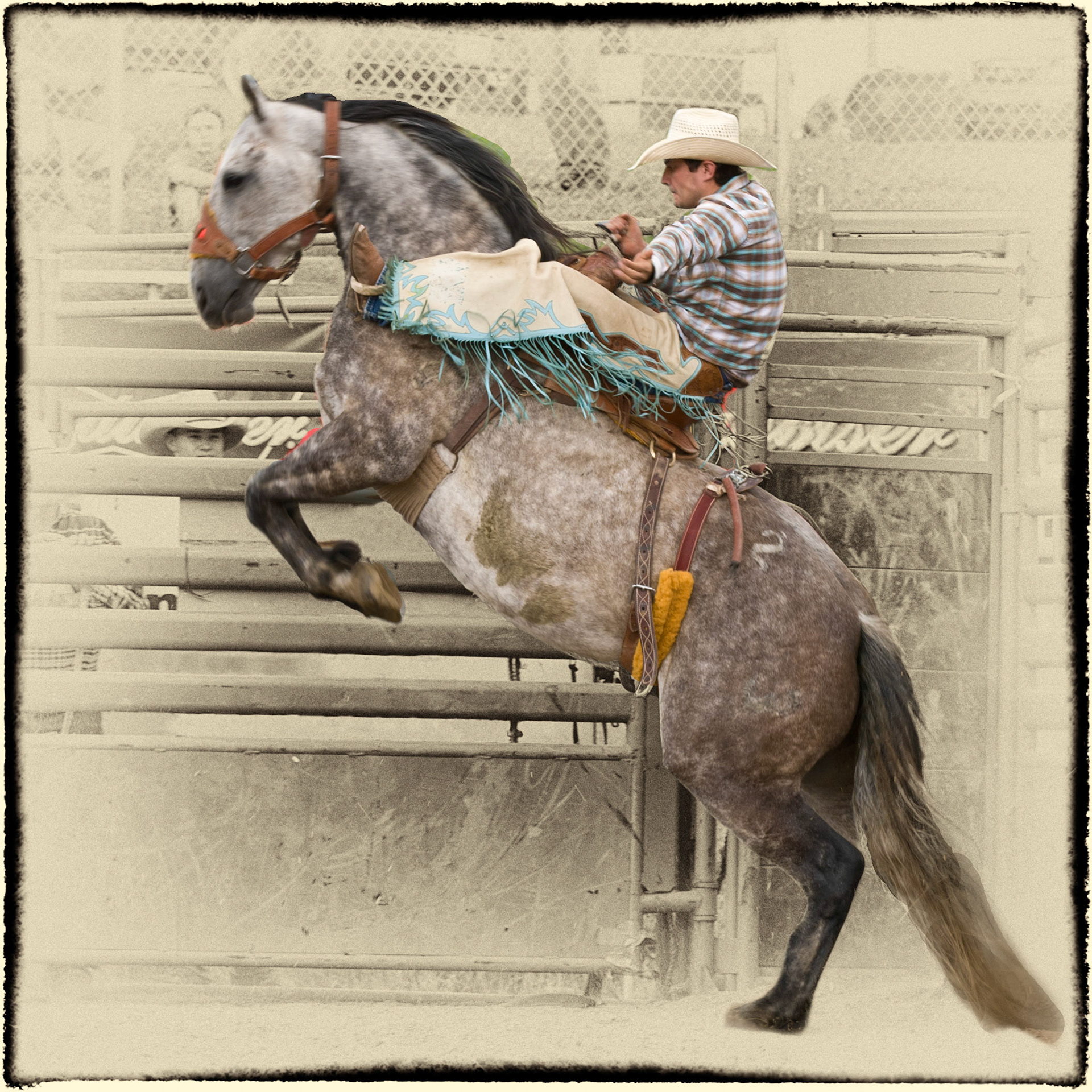 PRCA Bronco Riding as the gate opens.  Right out of the shoot, the bronc is trying to lose the rider.