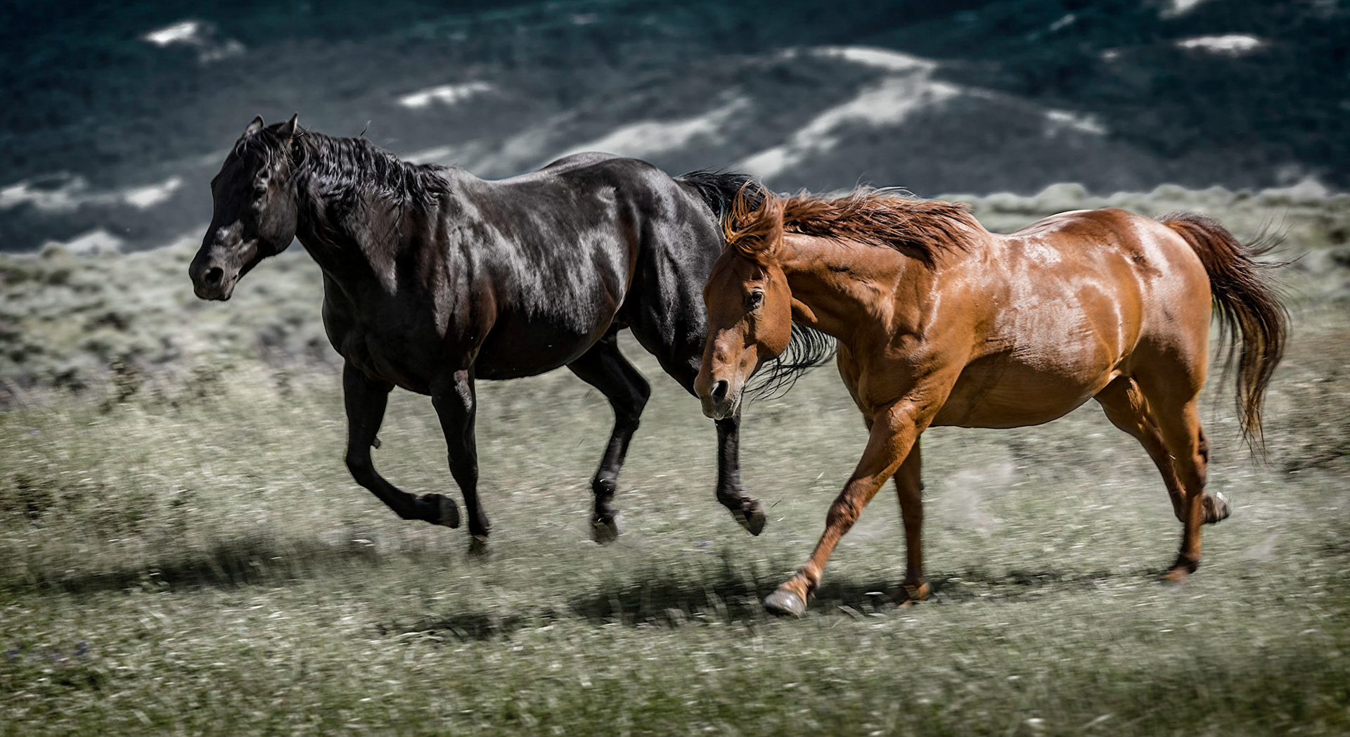 High Pasture Romp