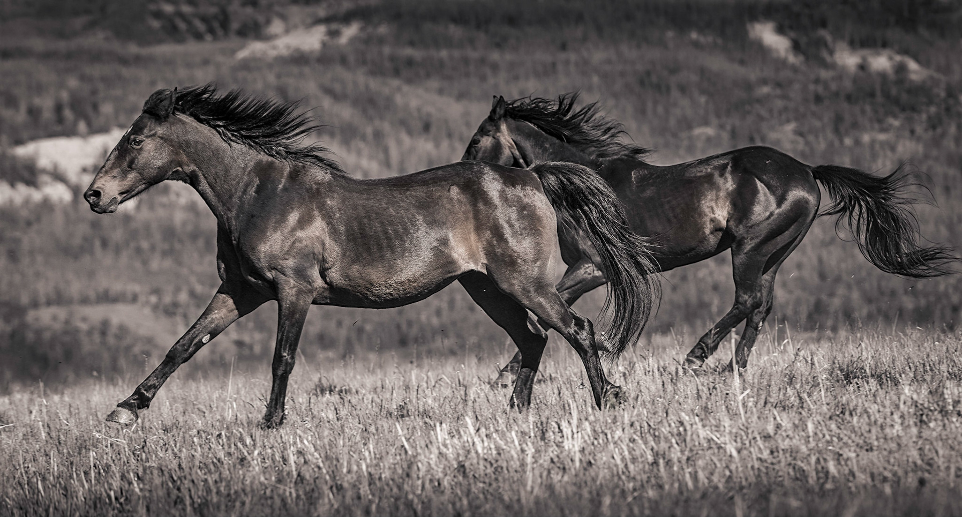 Poetry in Motion