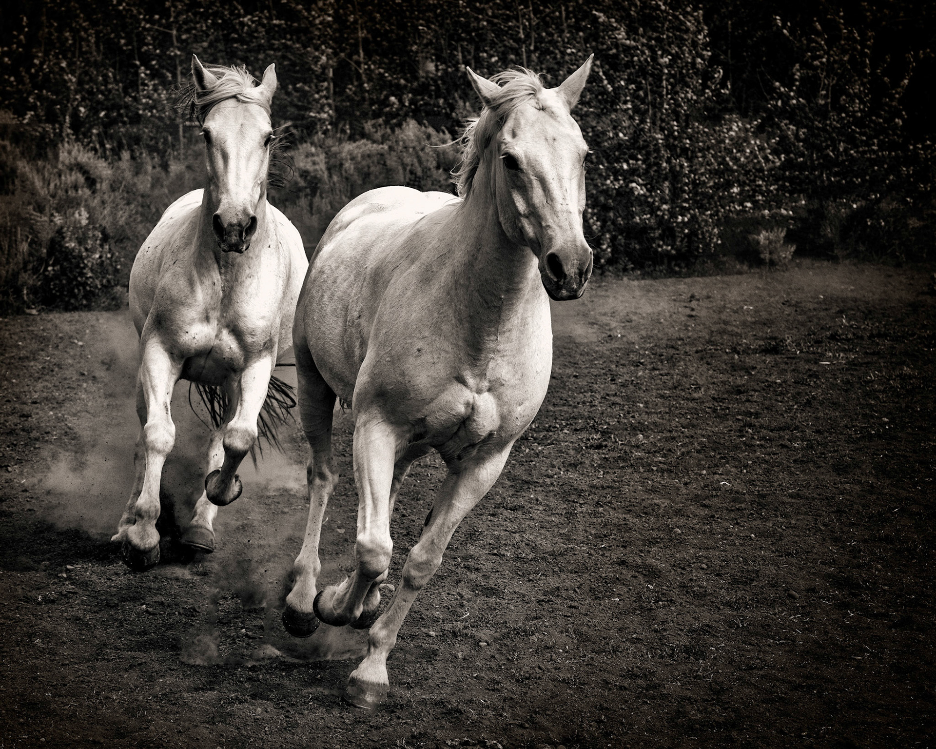 Follow the Leader