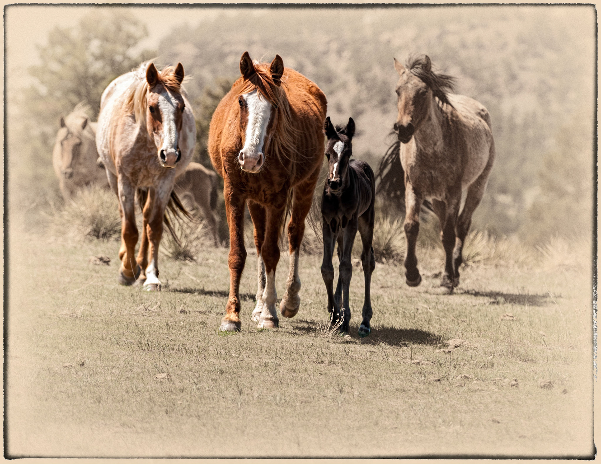 Family