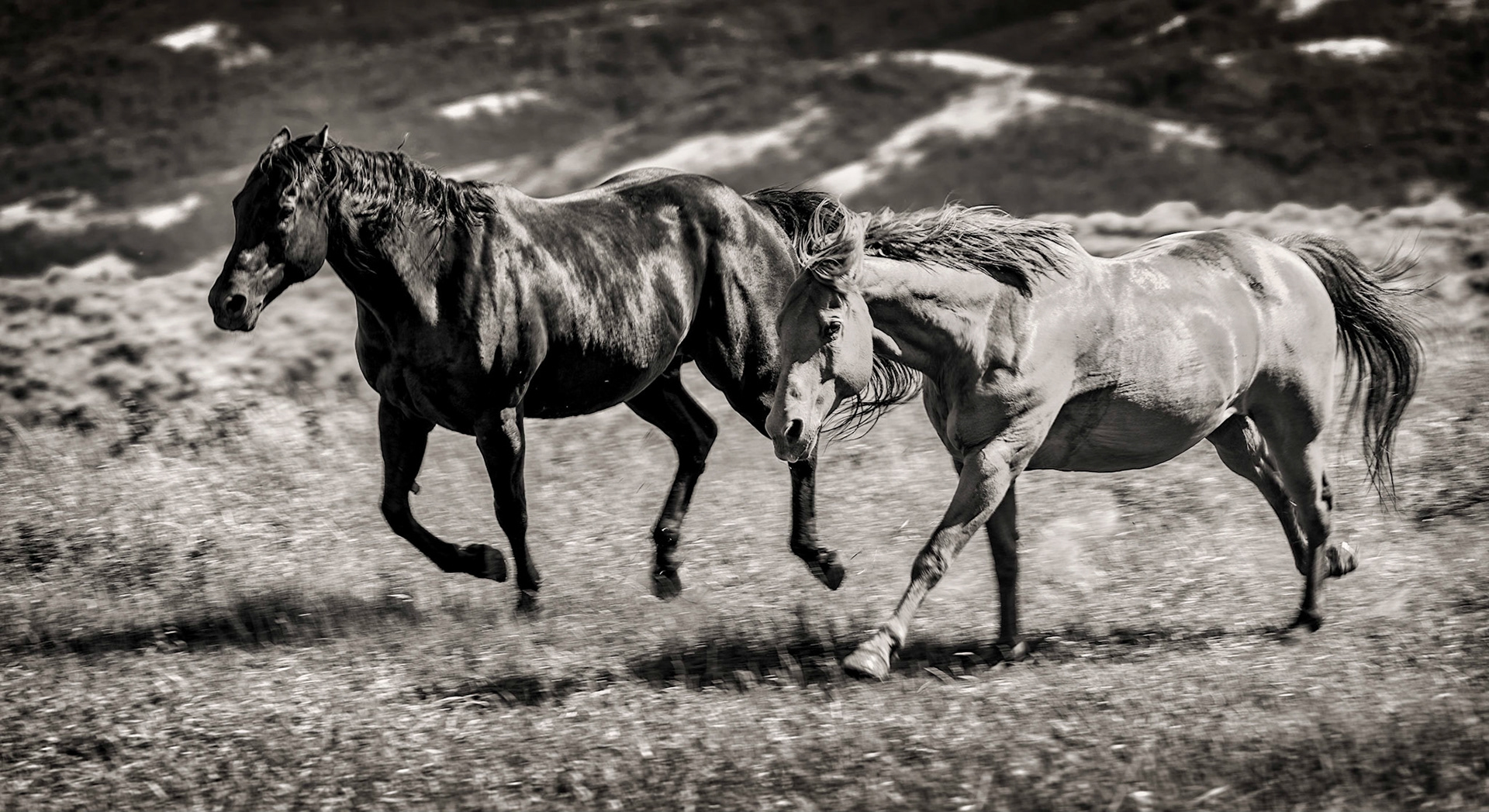 High Pasture Romp