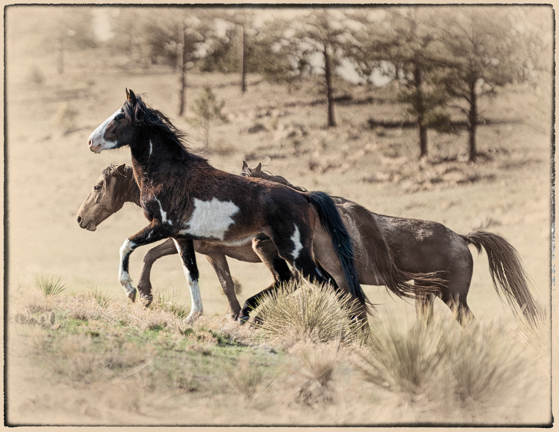 Last stallion in the herd before he was neutered.