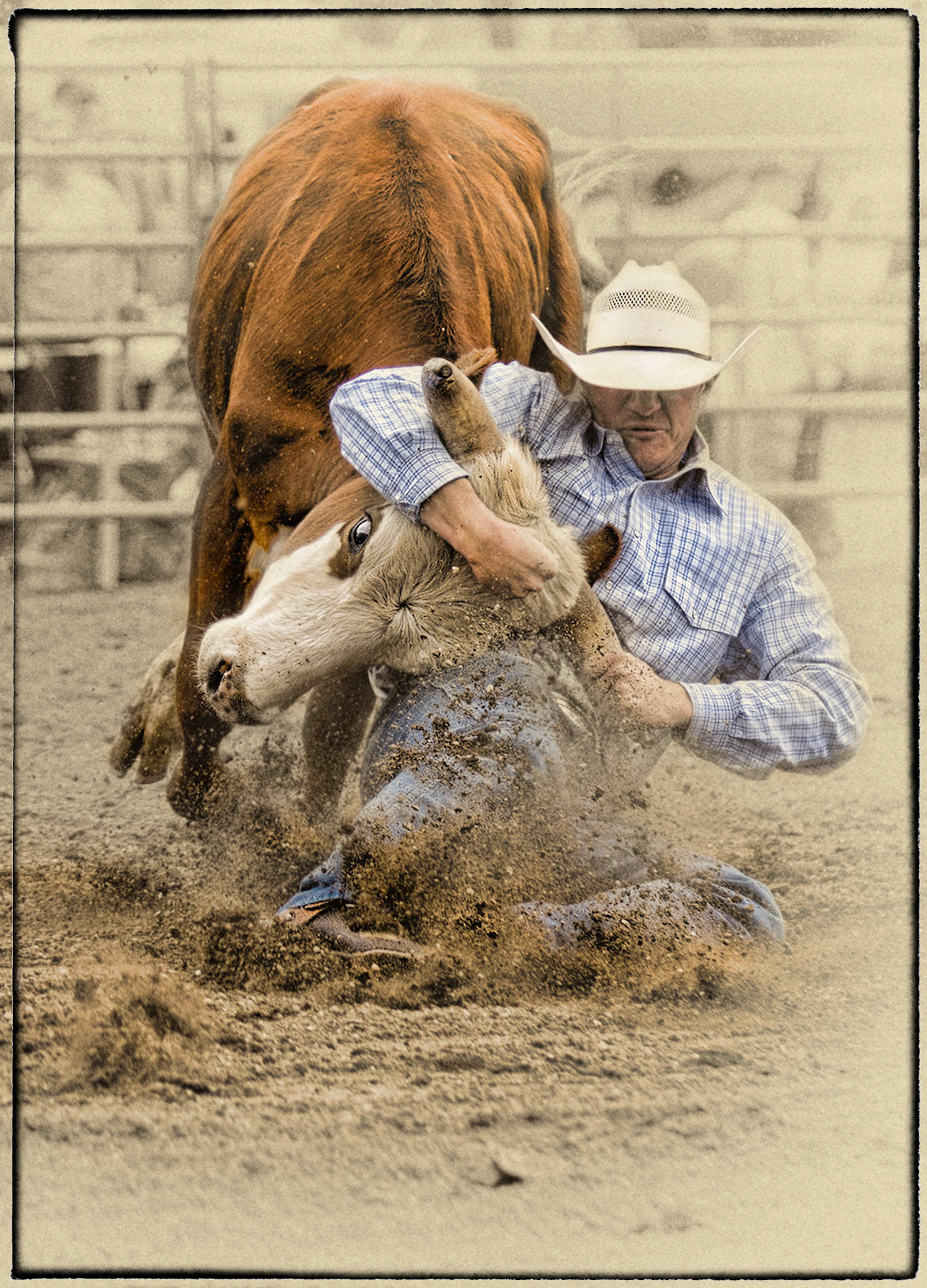 Steer Wrestling